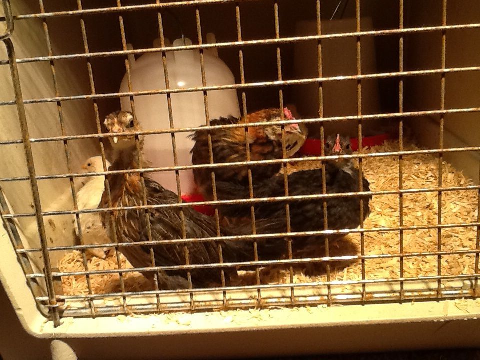 Can someone please tell me what breed of bantam chickens I have??