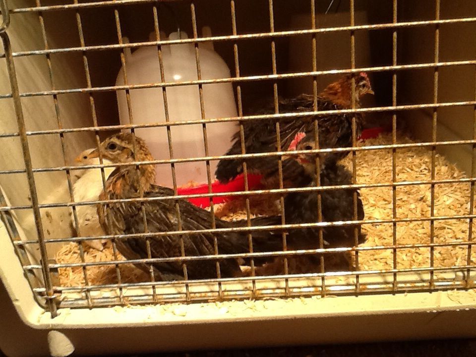 Can someone please tell me what breed of bantam chickens I have??