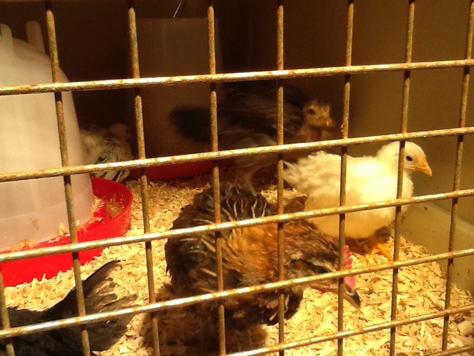 Can someone please tell me what breed of bantam chickens I have??