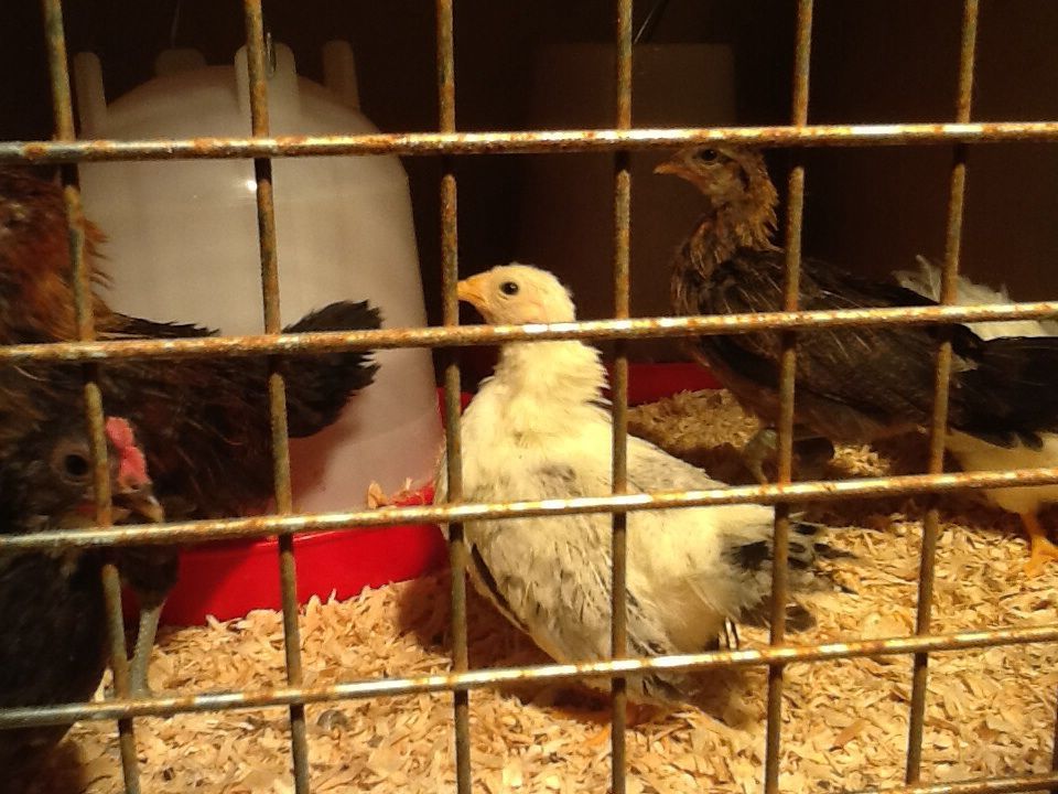 Can someone please tell me what breed of bantam chickens I have??