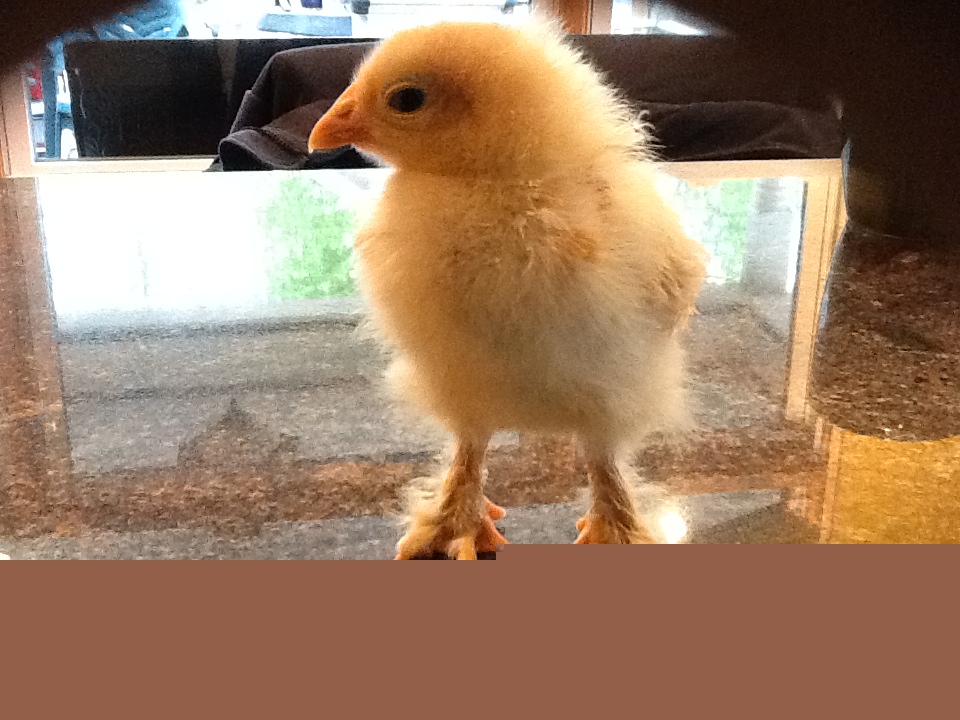 can someone please tell me what she is i thought she was a Buff Orpington but she has feathers on her feet