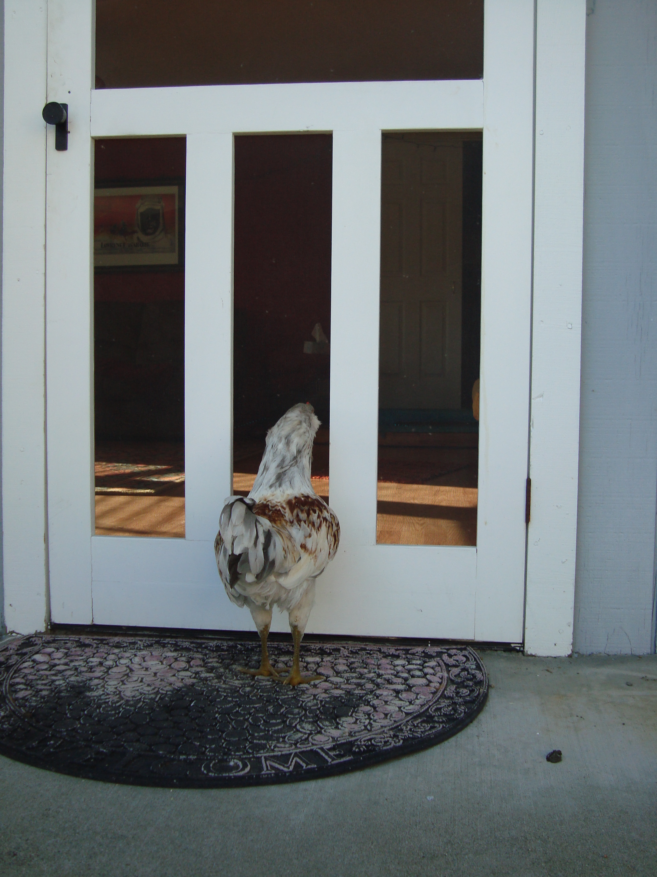 Can the dogs come out to play?