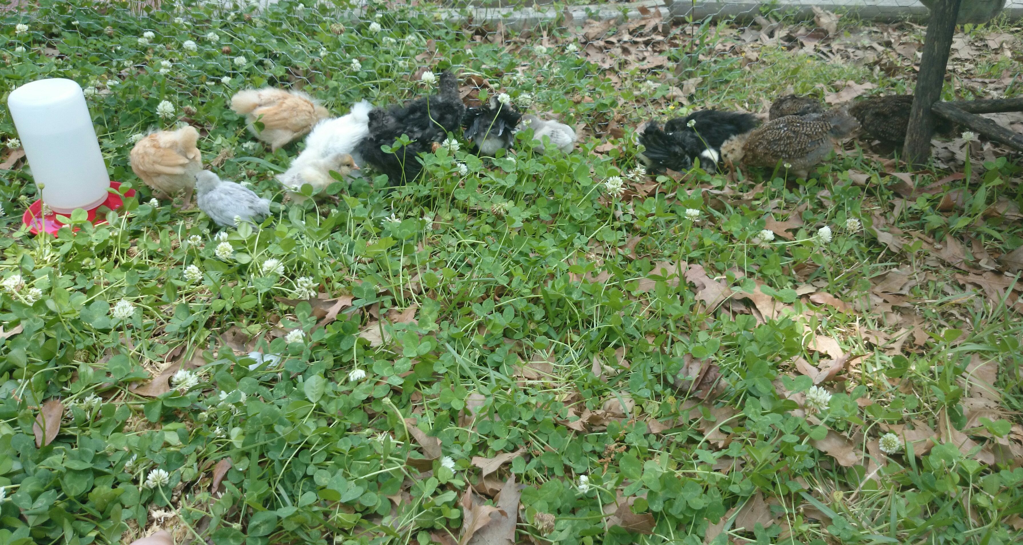 CAN YOU GUESS HOW MANY CHICKS ARE IN THIS PIC?