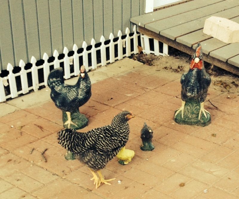 Can you guess who is the real chicken