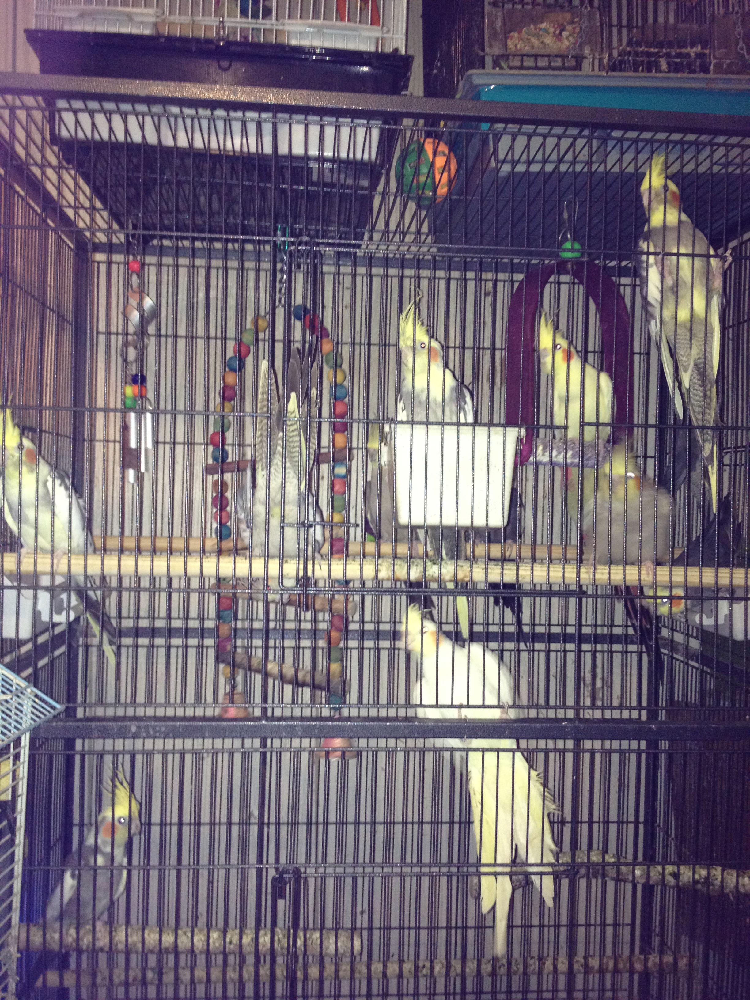 can you see all 12? plus Prince Flirppy? I can't either but they are there