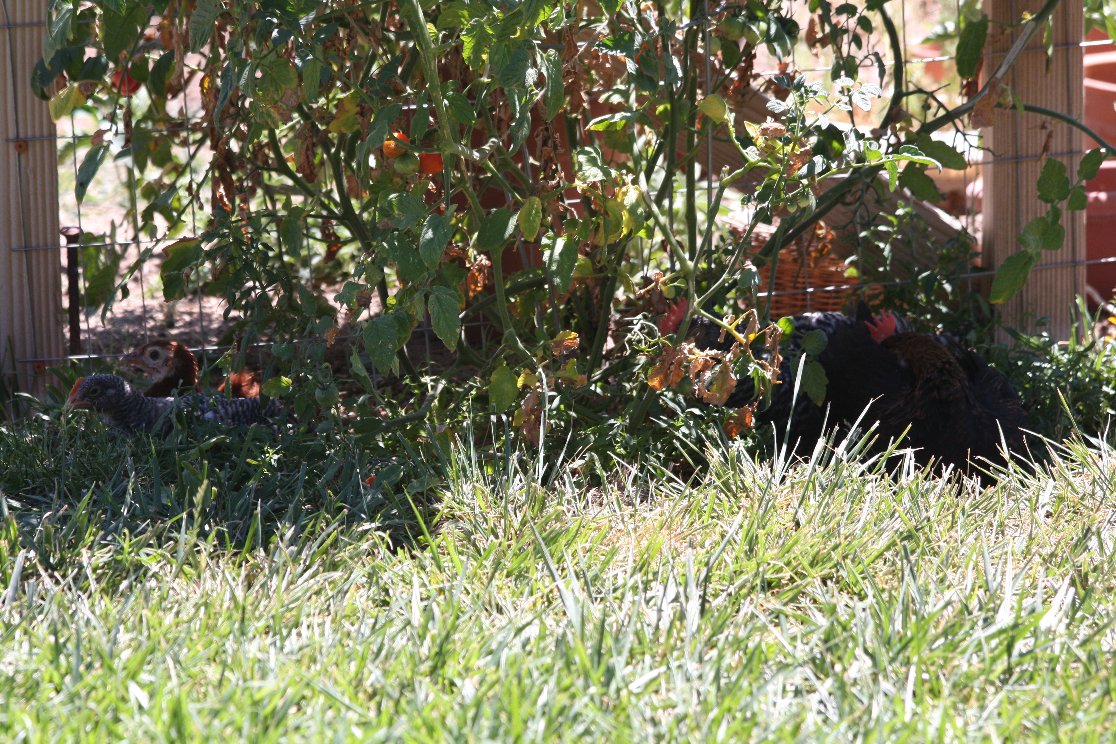 Can you see the chicks hiding under the tomato vines?