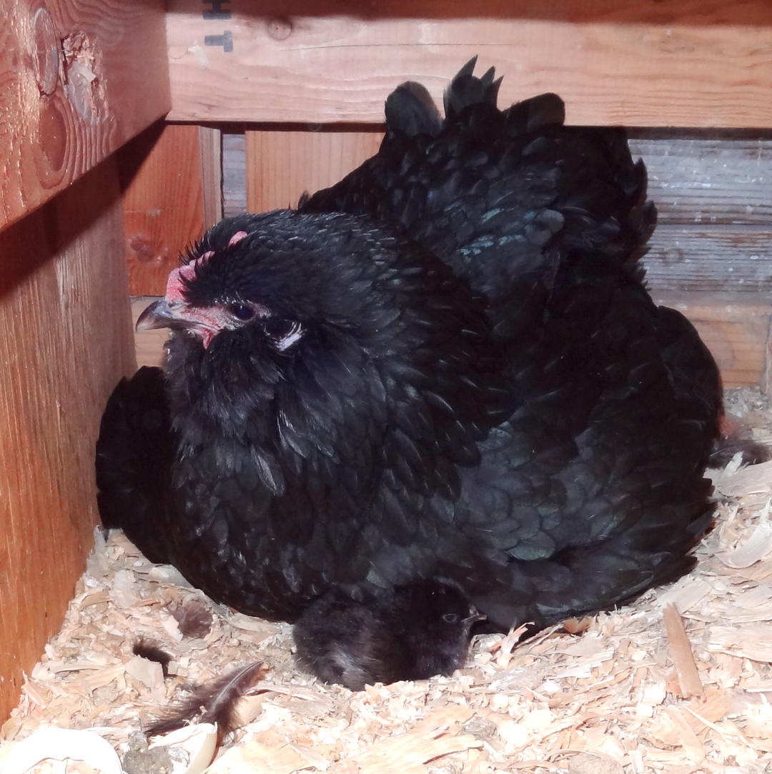 Can you spot the chick?