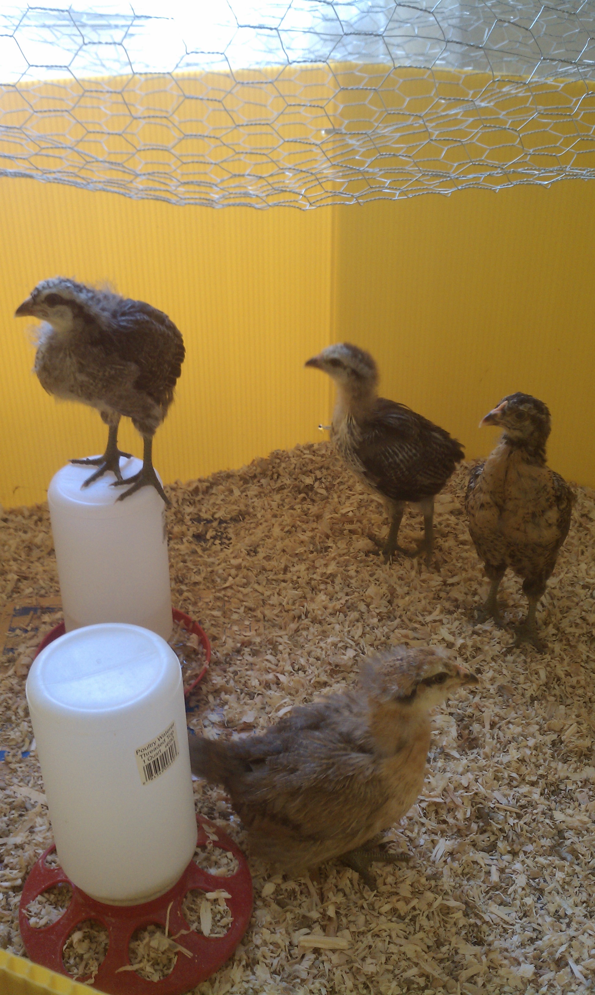 Can you spot the problems?  Ugh...  Ladies are 4 weeks!