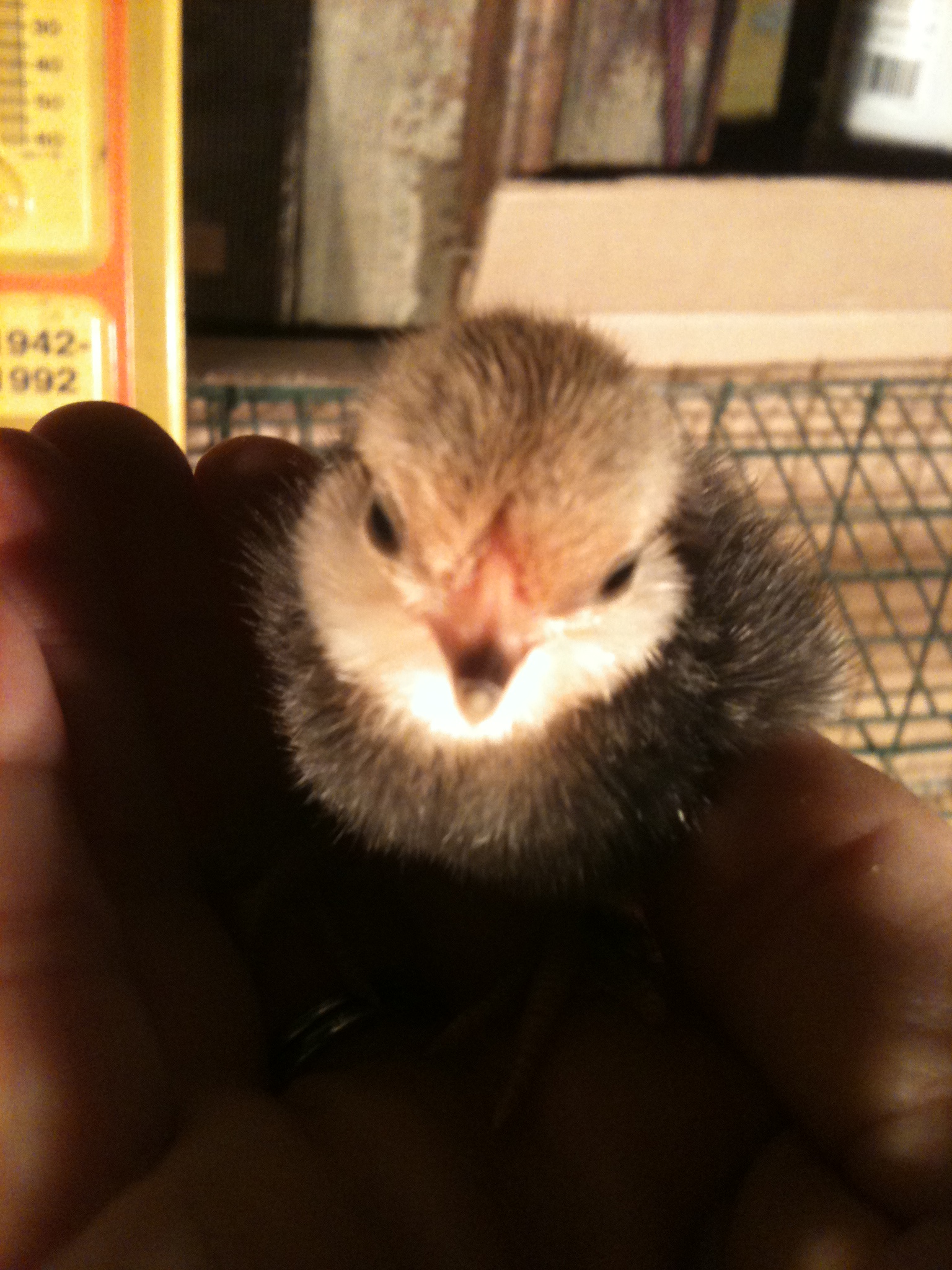 Can you tell I love the look of this chick?  I have more pictures of it than the others.  It looks like it has a mountain man beard to me, haha