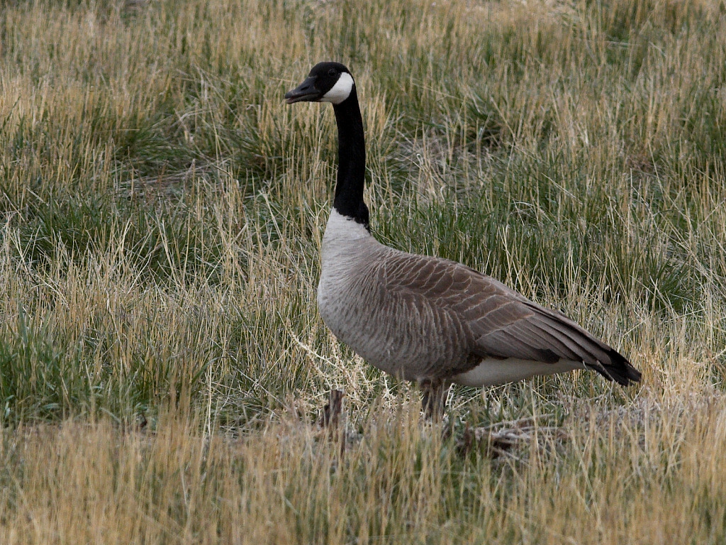 Canada Goose