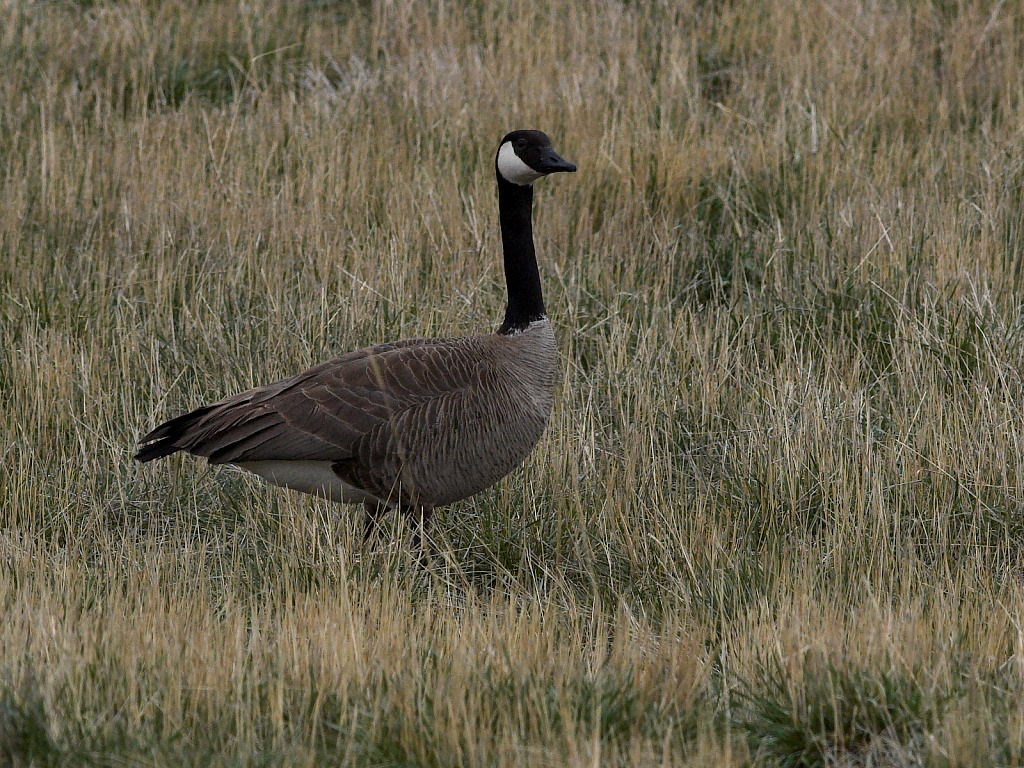 Canada Goose