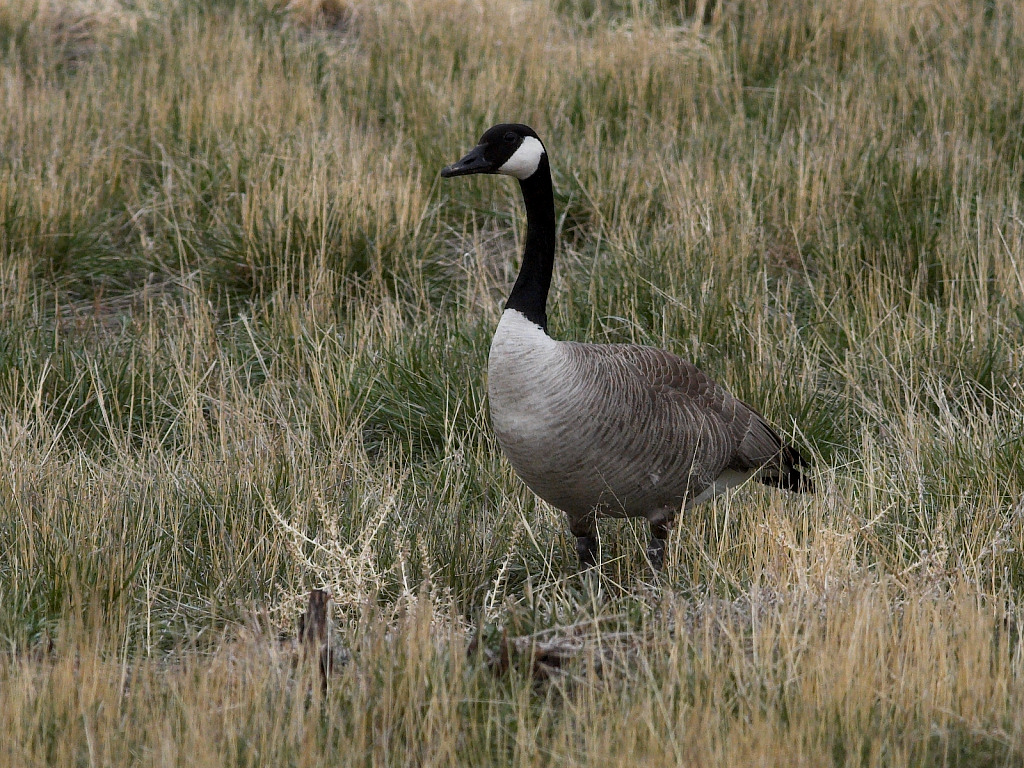 Canada Goose