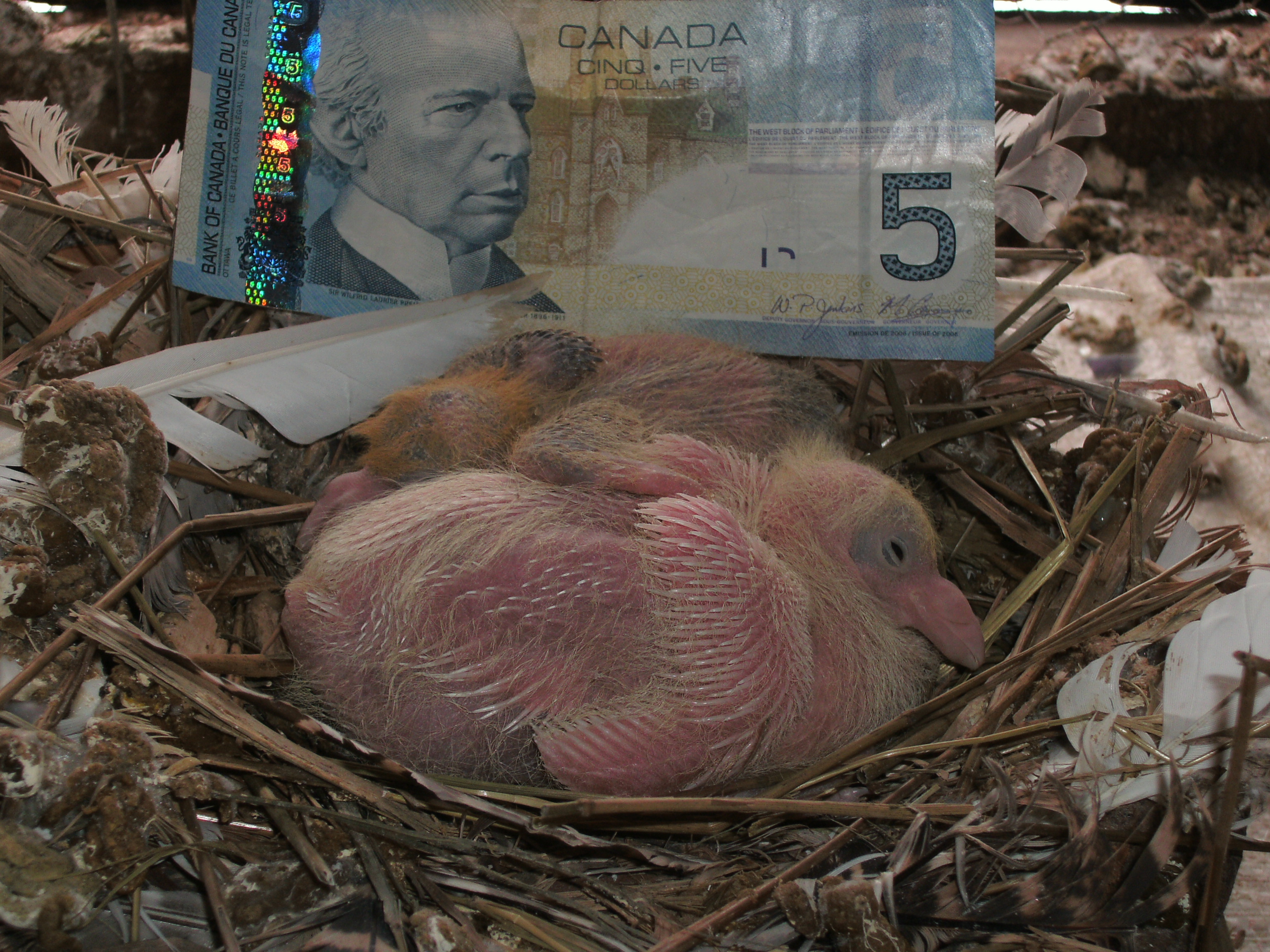 Canada Squabs Jack & Frostie 6 and 7 days old respectively  hatched December 27&28 2012. Temperatures today -20 wind chill -34 Celsius and continuing for 6 more days No Heat, No light No moisture NO PROBLEMS!