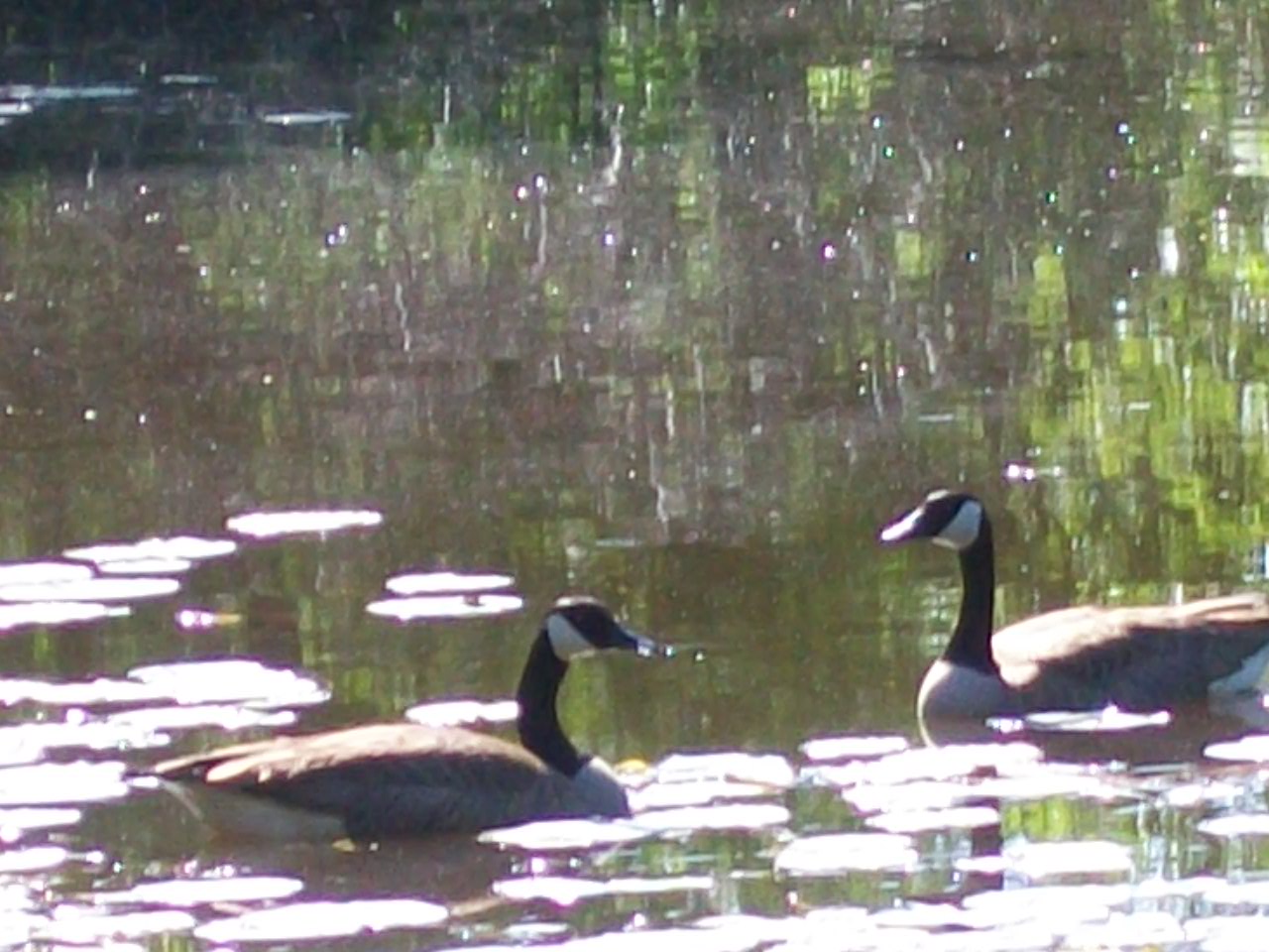 Canadian Geese visiting my pond, First time I ever saw them here I hope they return