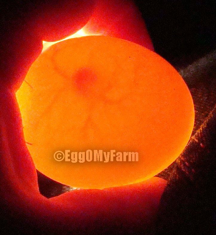Candled Mandarin Duck Egg