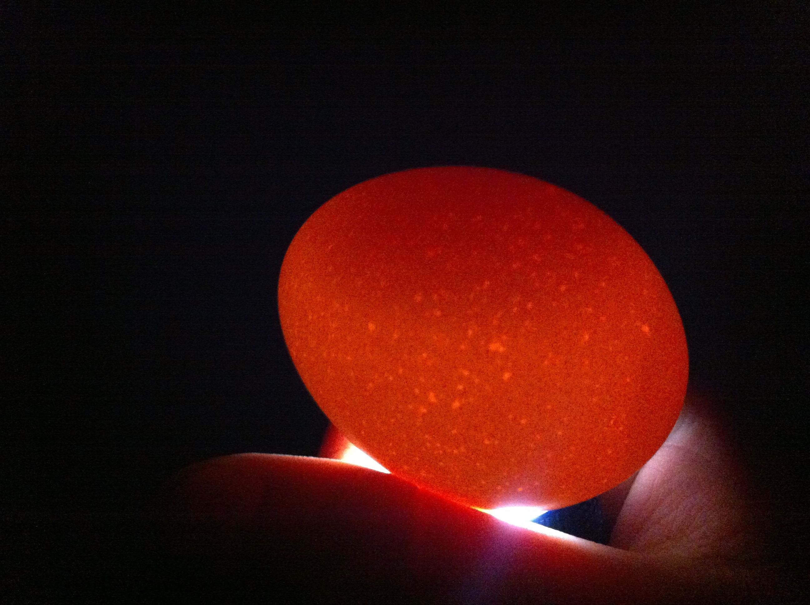 candling egg day 6