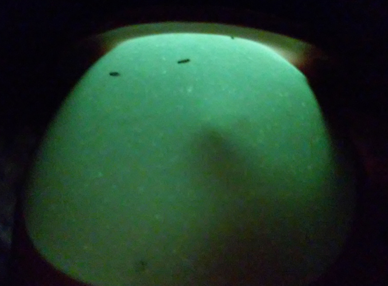 Candling egg; using my 5W LED candler.