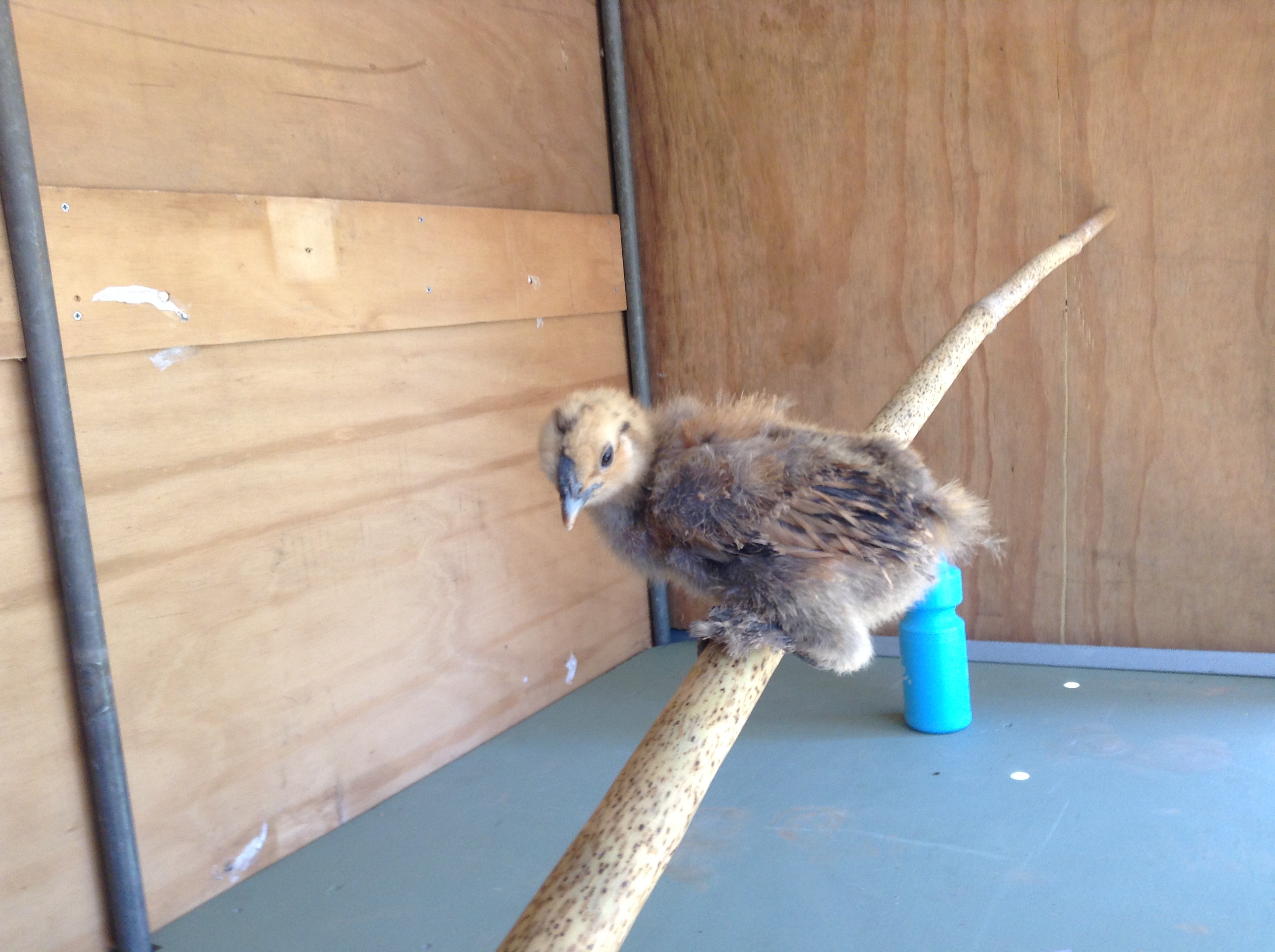 Candy my beloved rooster as a chick