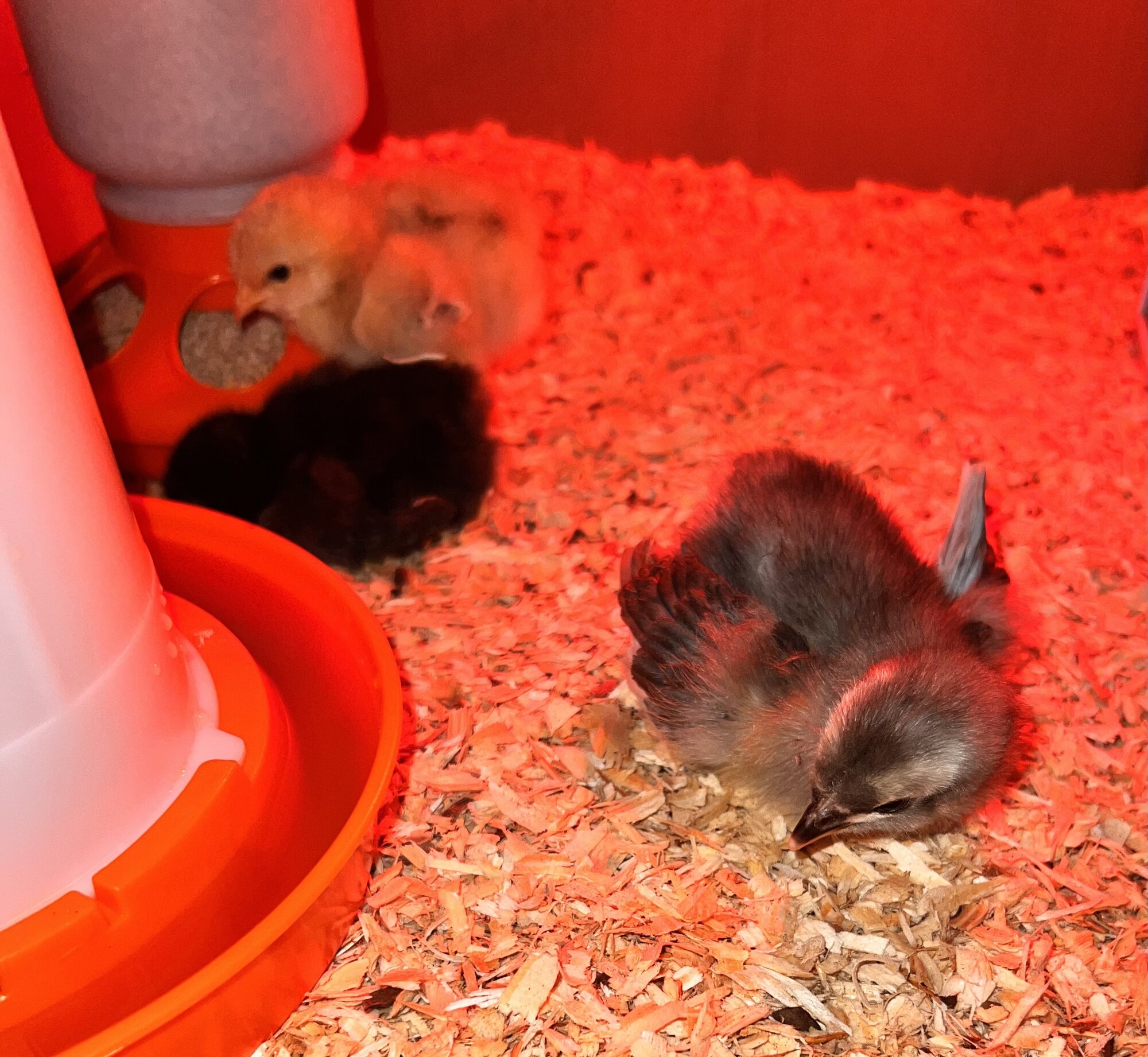 Candy, Pocahontas and Eeva