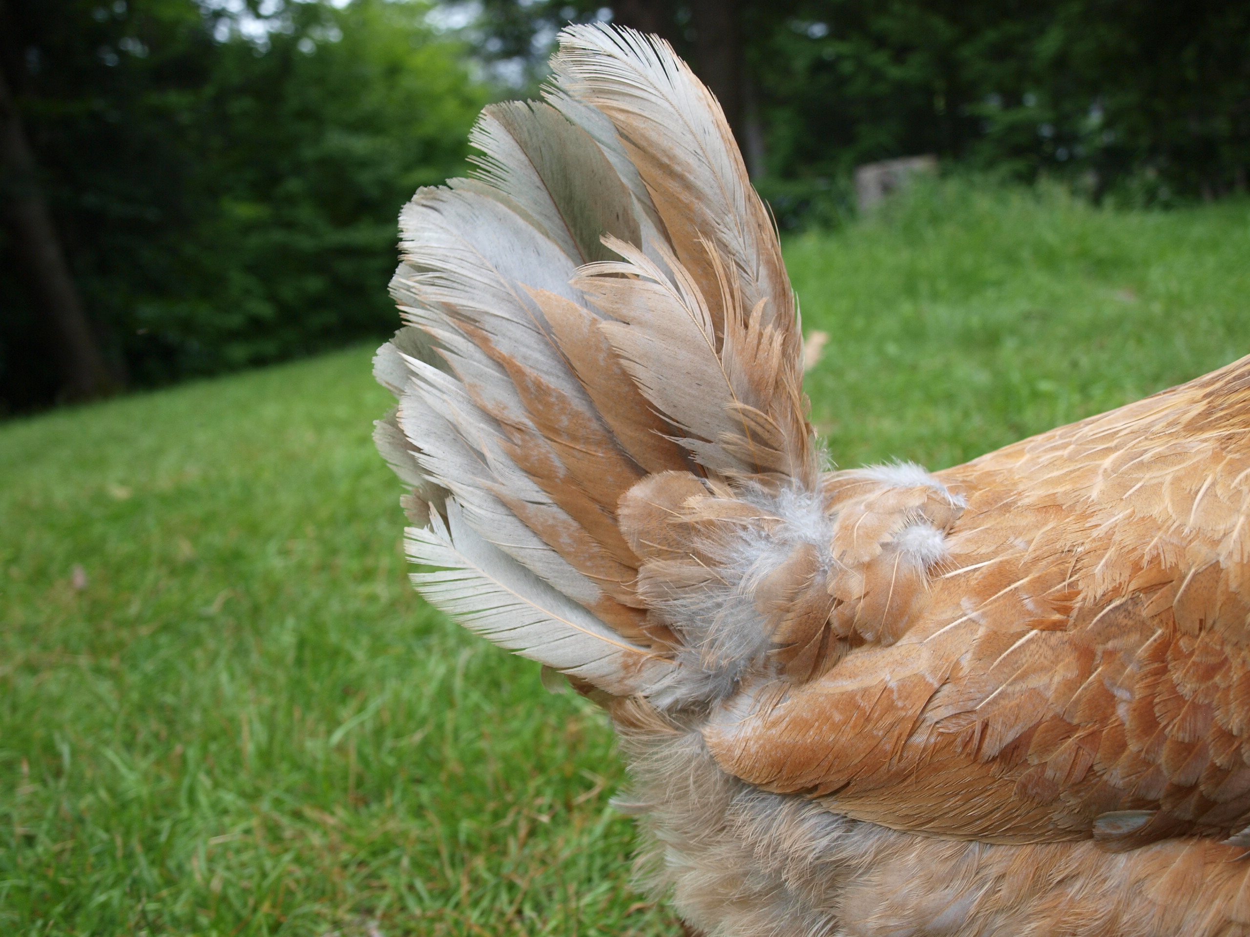 Candy's feather duster!