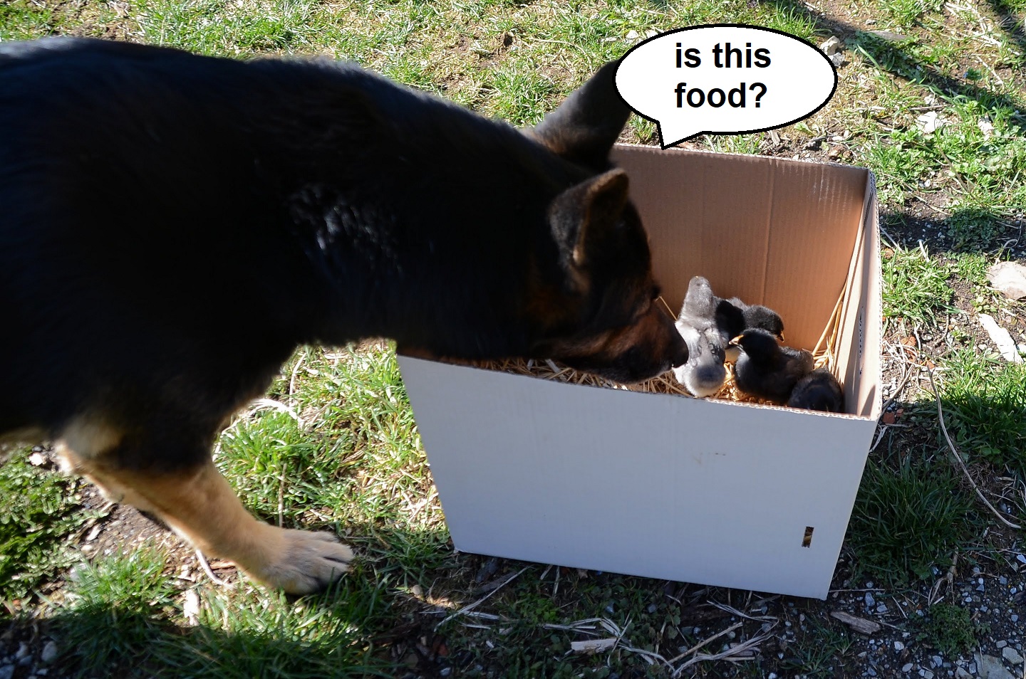 canine reception