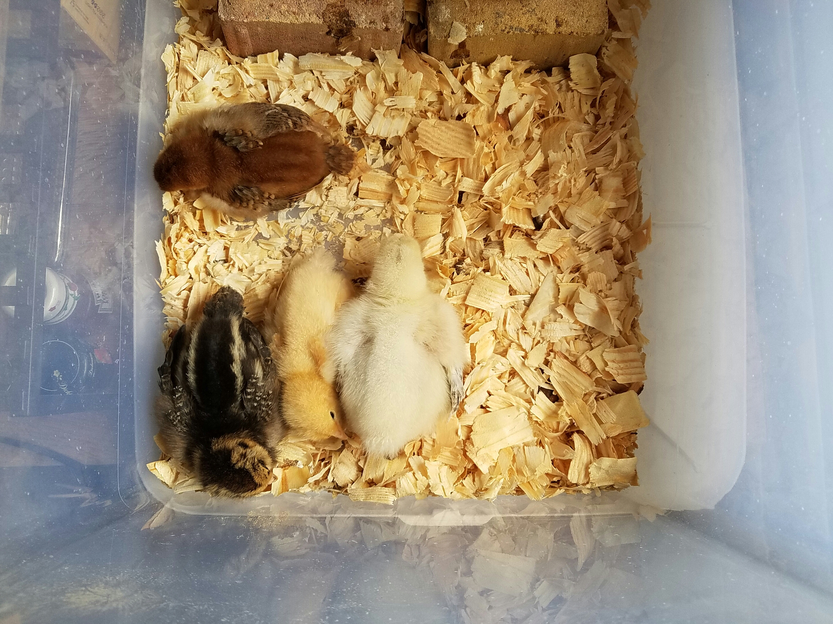 Can't get over watching them sleep!