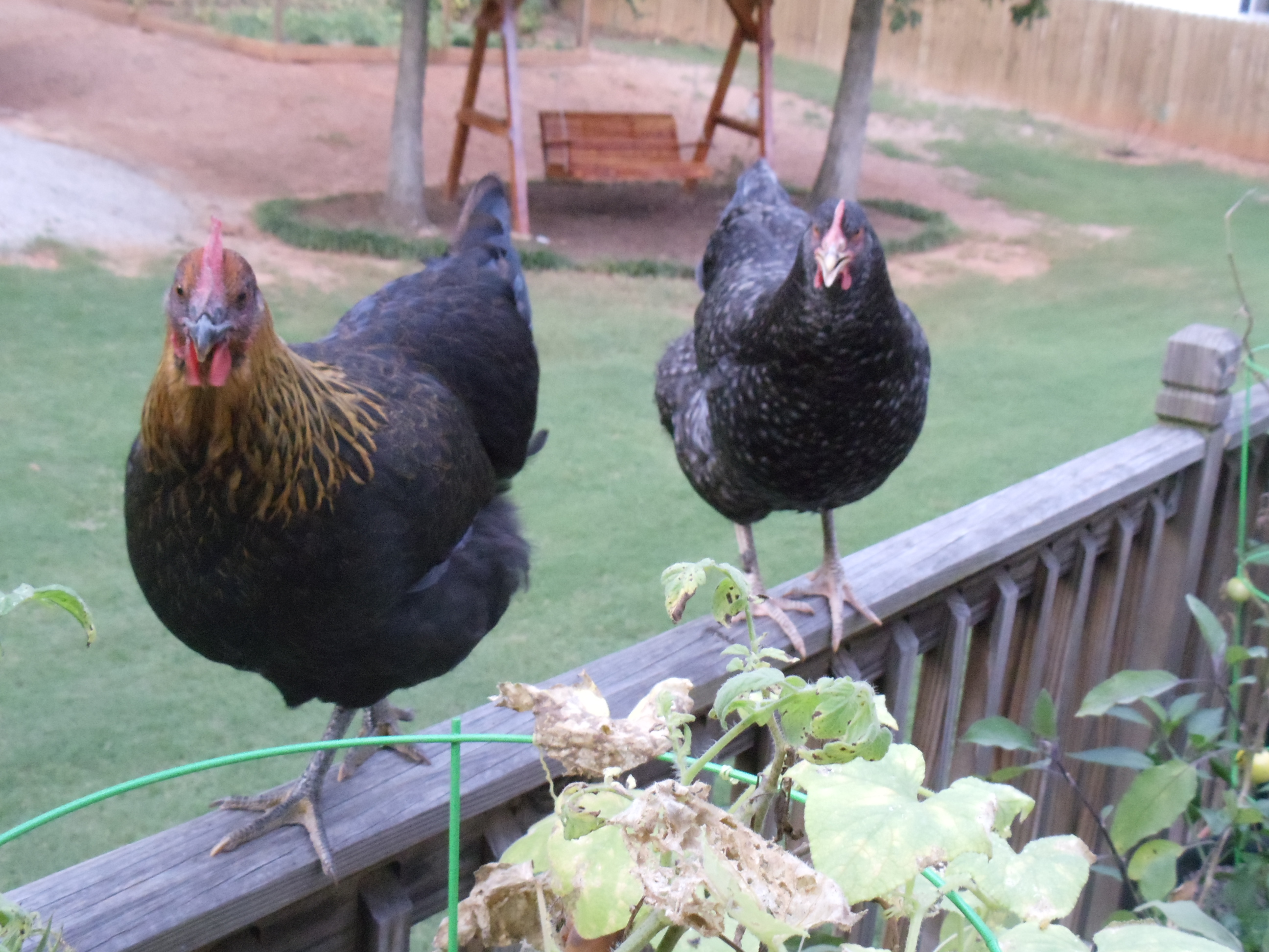 Cappy and Daisy, our black and cuckoo marans