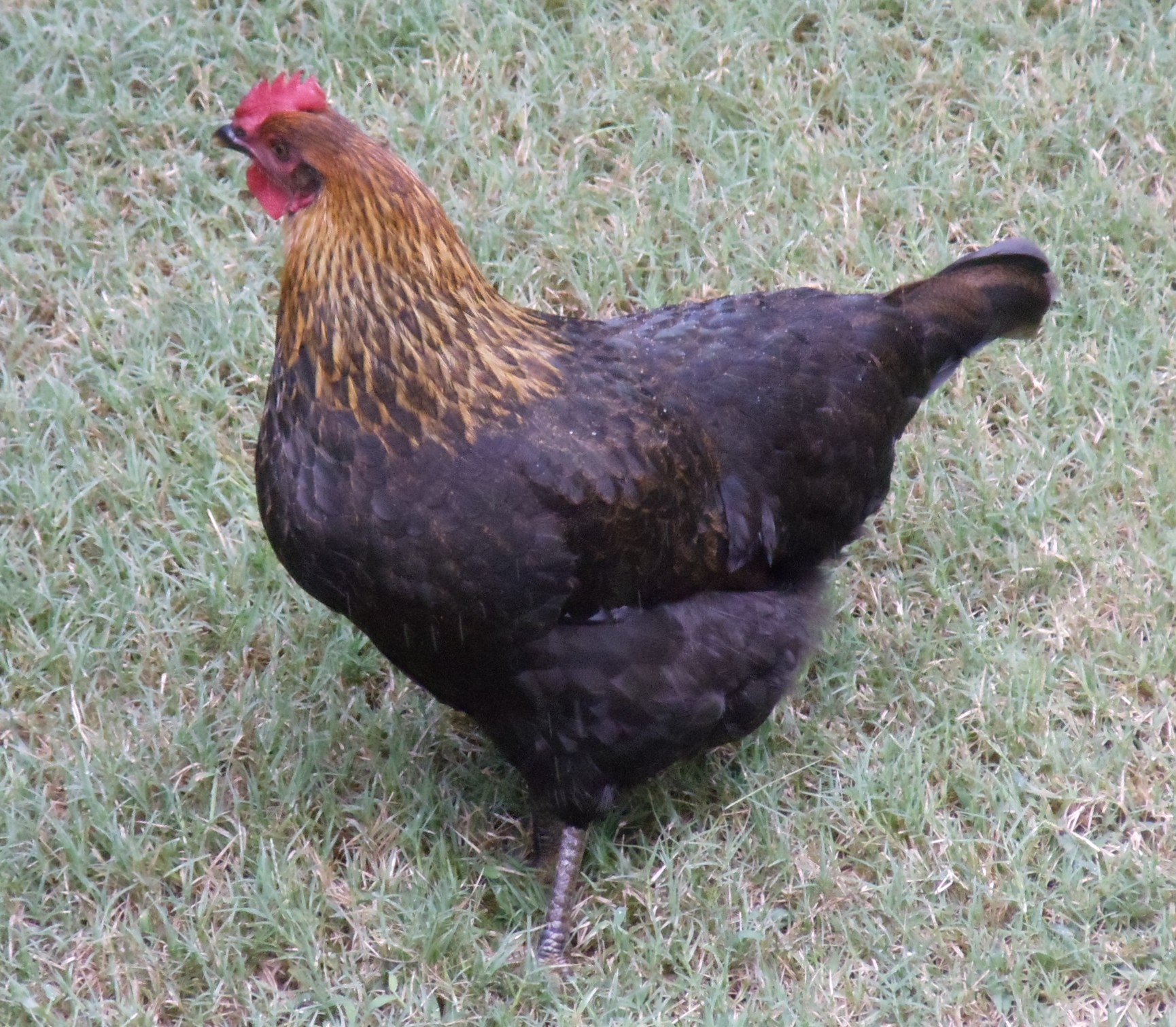 Cappy the Copper Marans