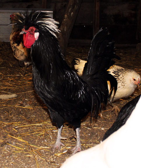 Captain Barbosa!! He's my old man, he's one eyed, broken toed, and recently took on a fox to protect his flock!