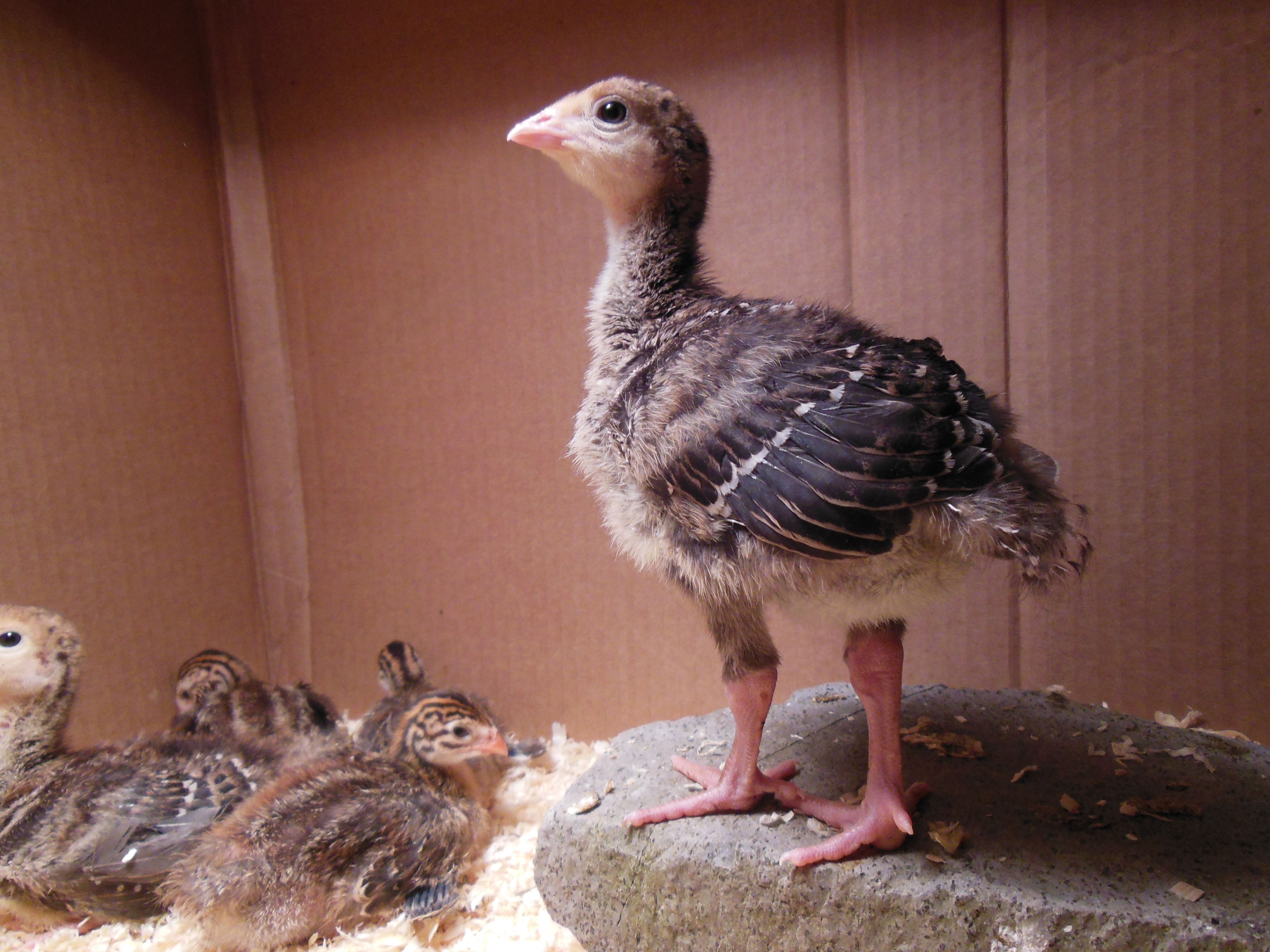 Captain Eggshell, 11 day old Bronze Turkey