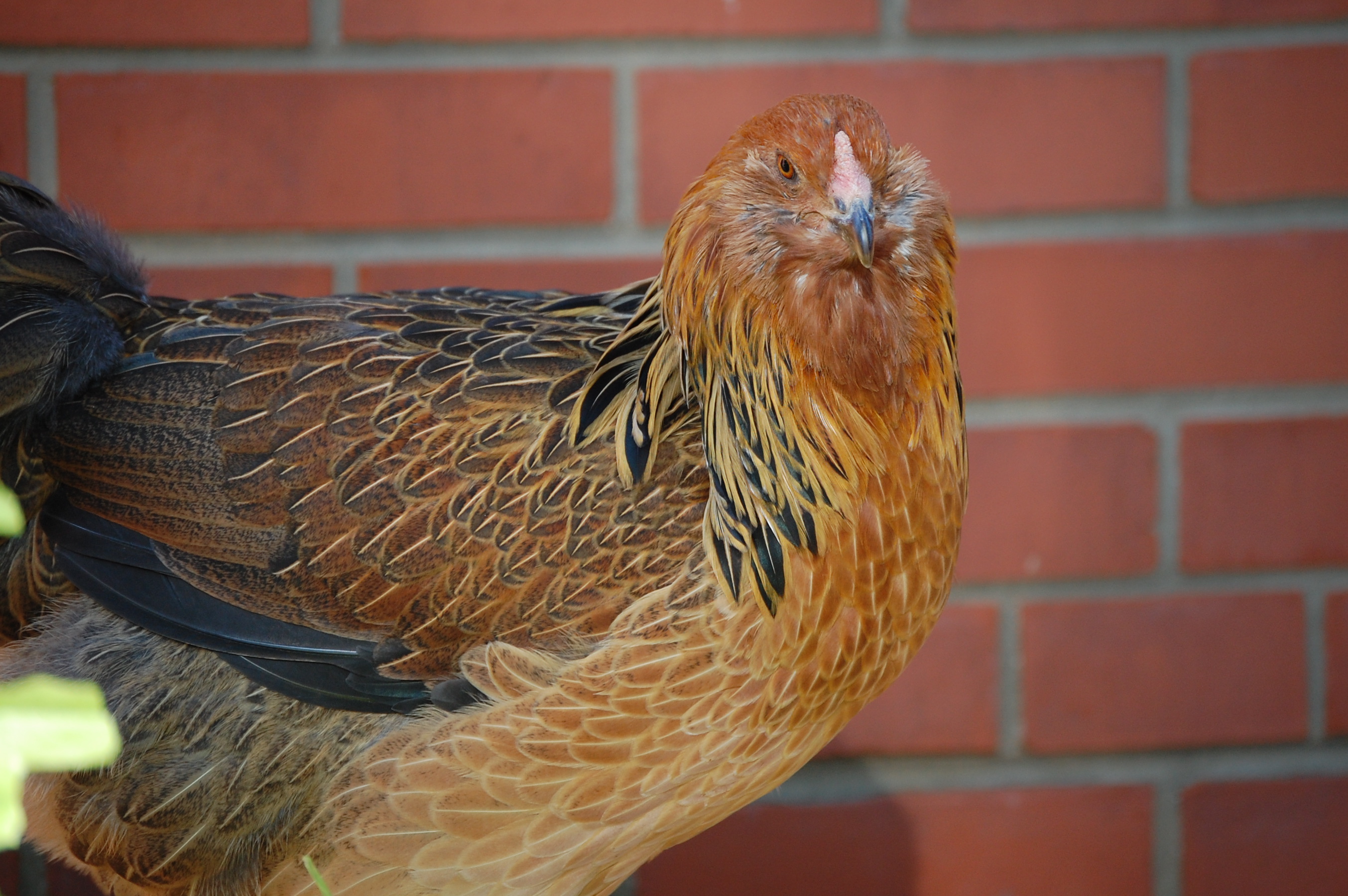 Captain Serious (Ameraucana)
