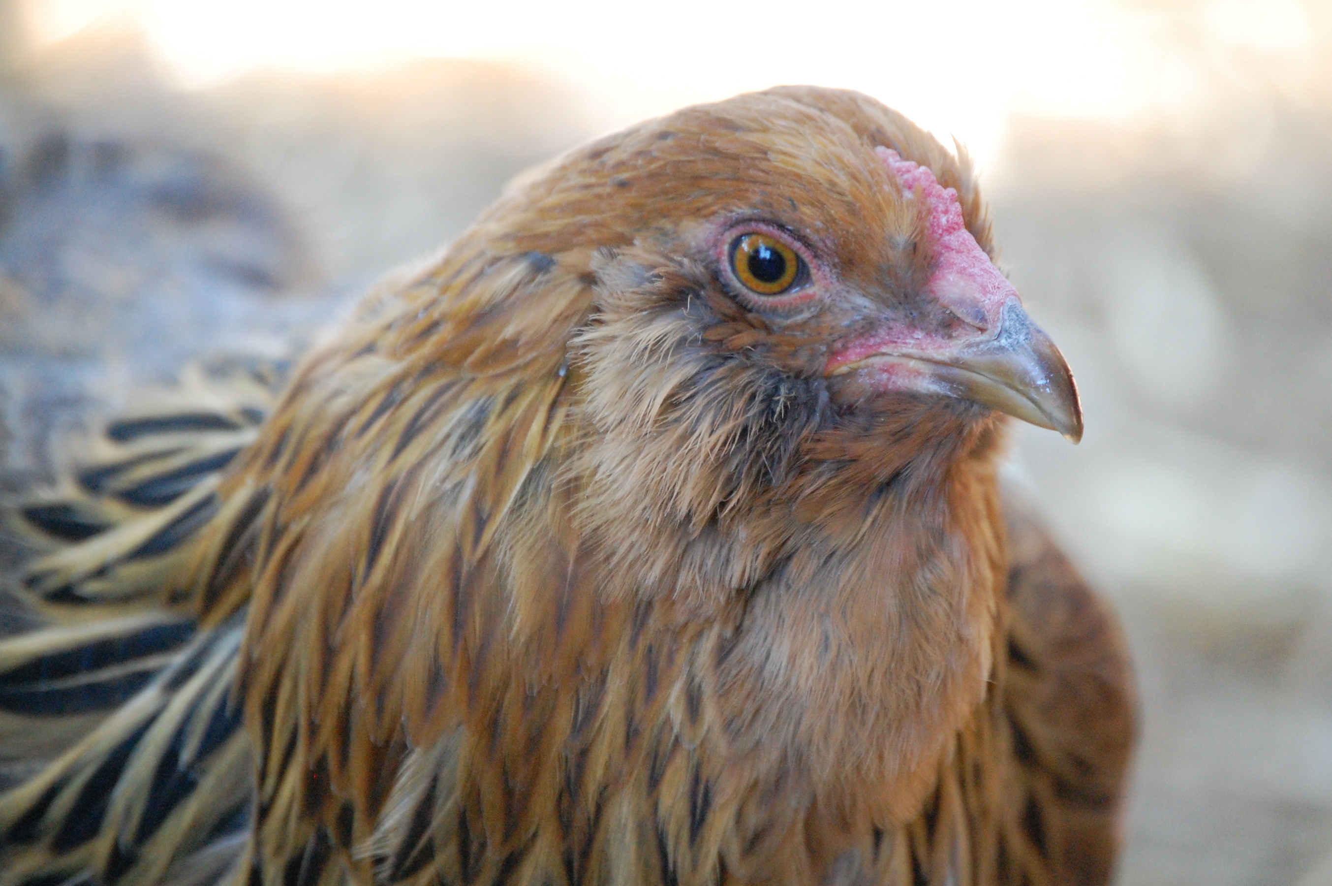 Captain Serious (Ameraucana)
