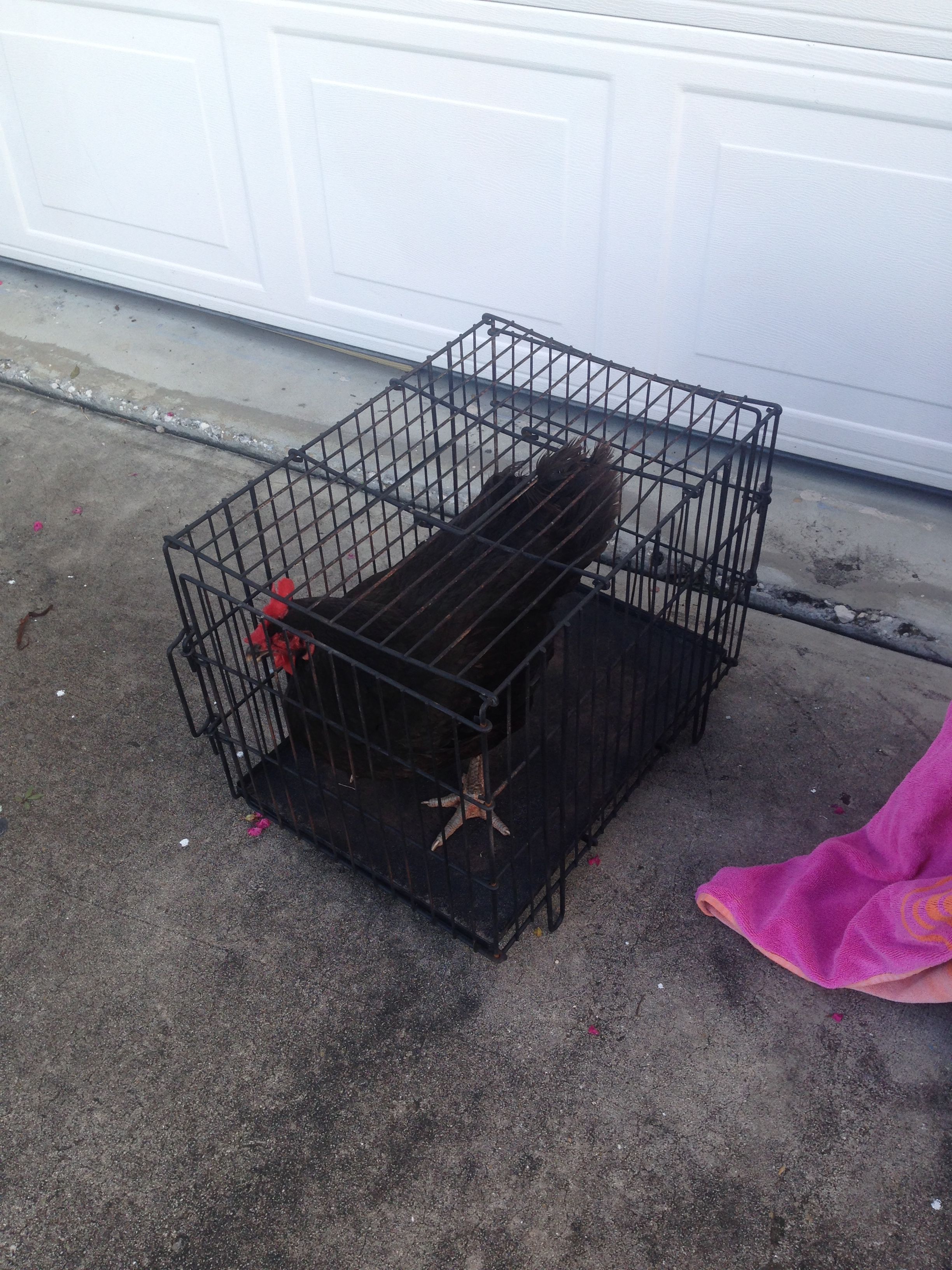 Captured and waiting for the fence to be built.