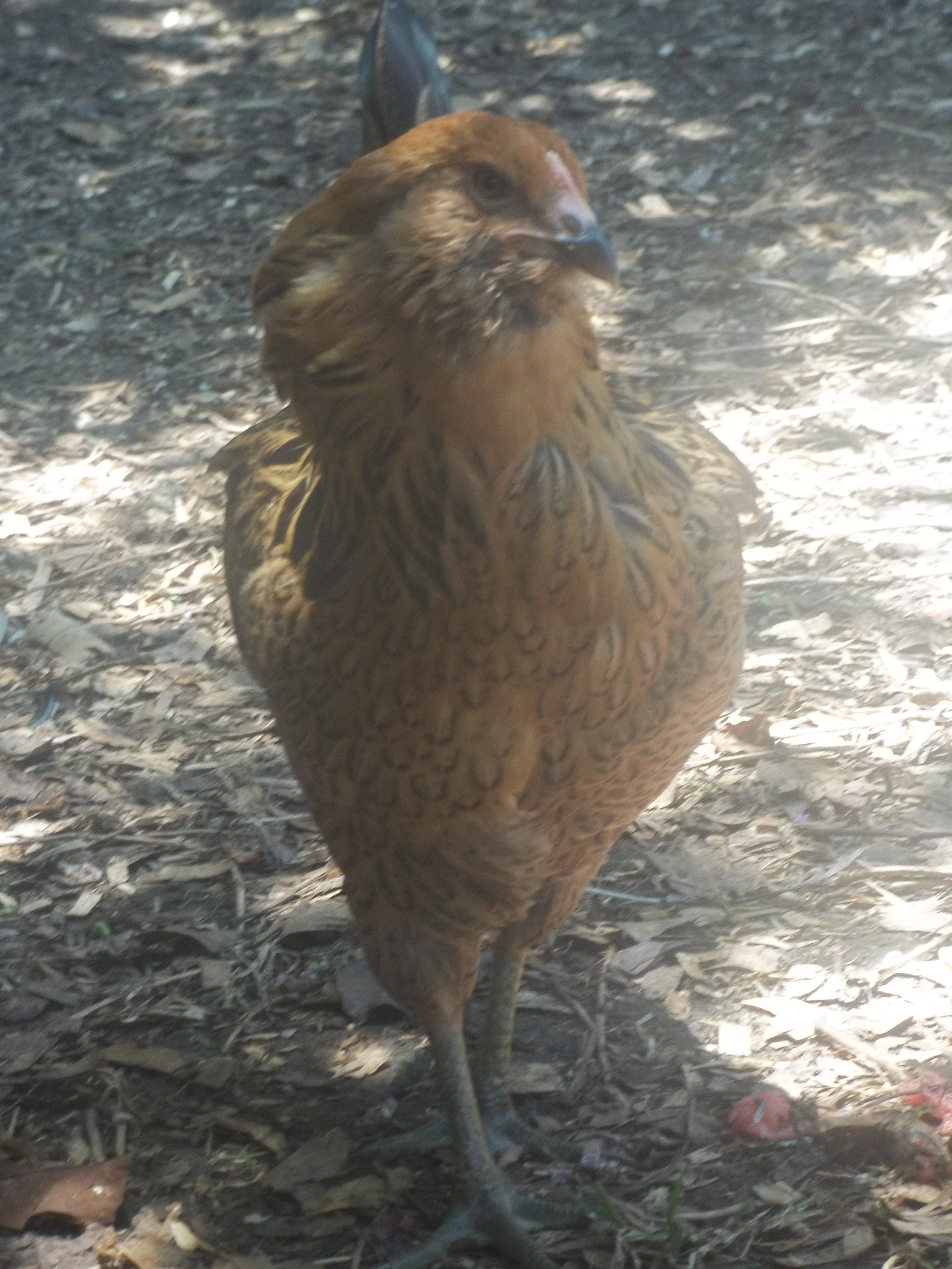 Caramel, female Americana. Likes Geckos, mice and worms. Got her as a pullet, she looks just like her mom which is where I got her name.