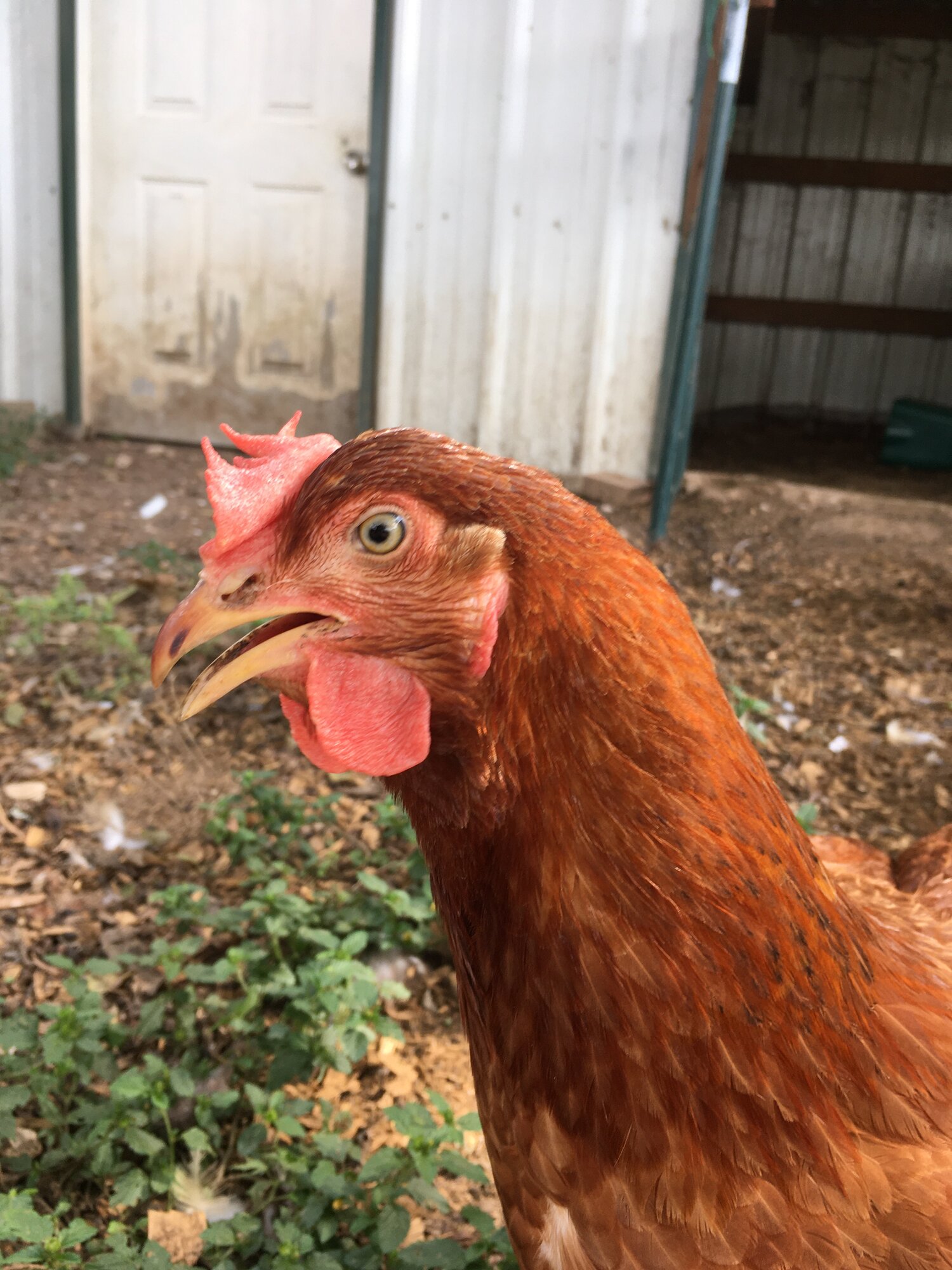 Caramel