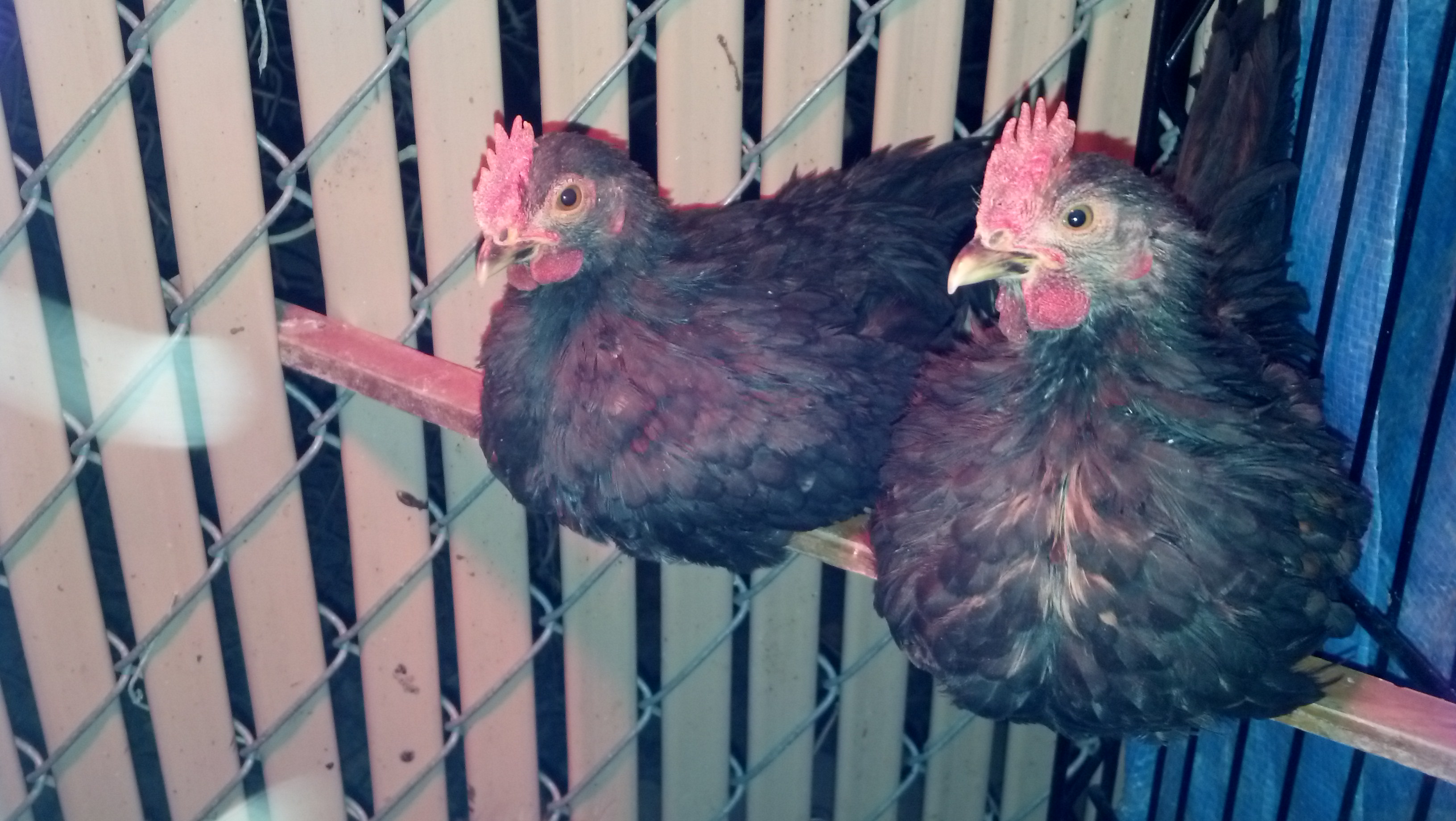 Carl and Fuzz