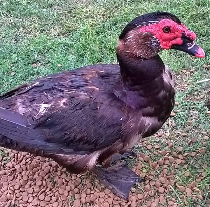 Carlos