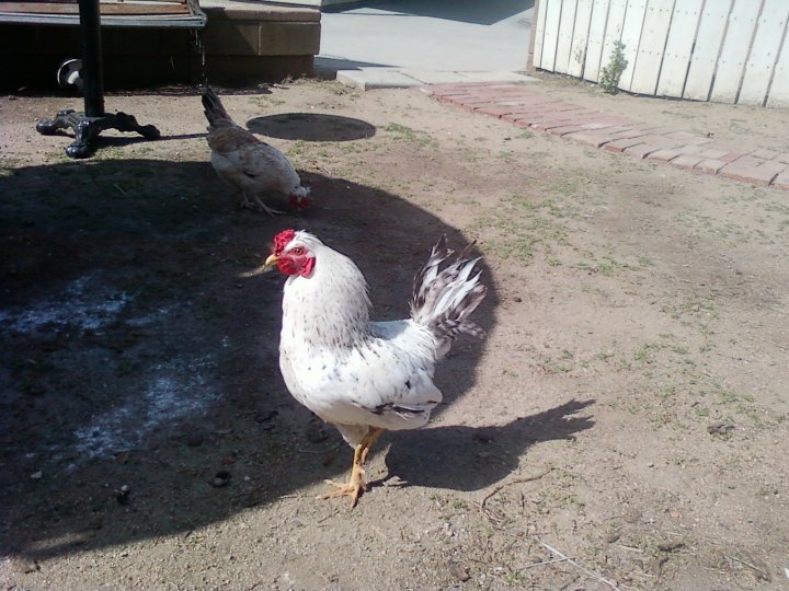 Carls Jr. He was an Awesome Rooster