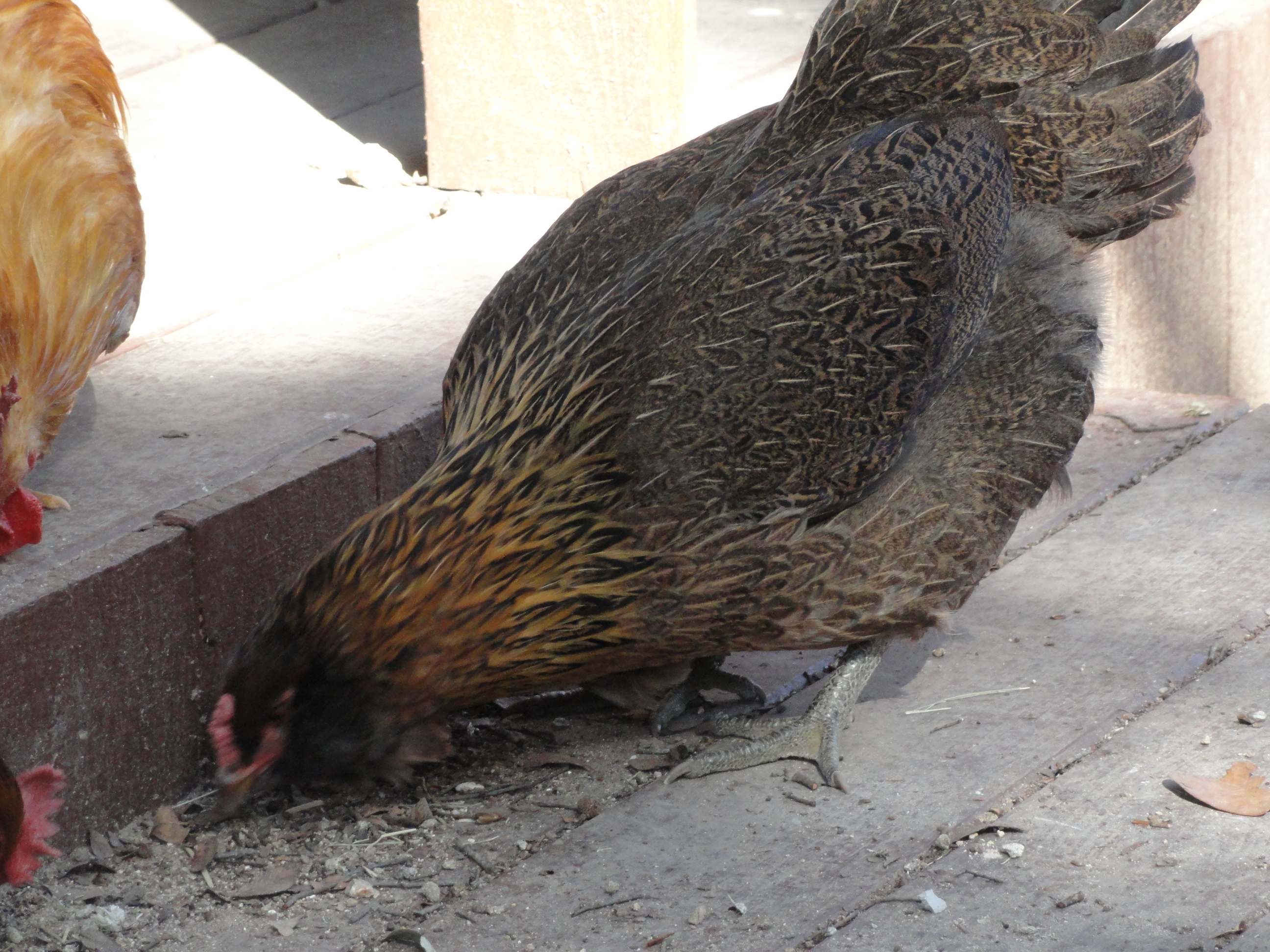 "Carmel" (Americana)