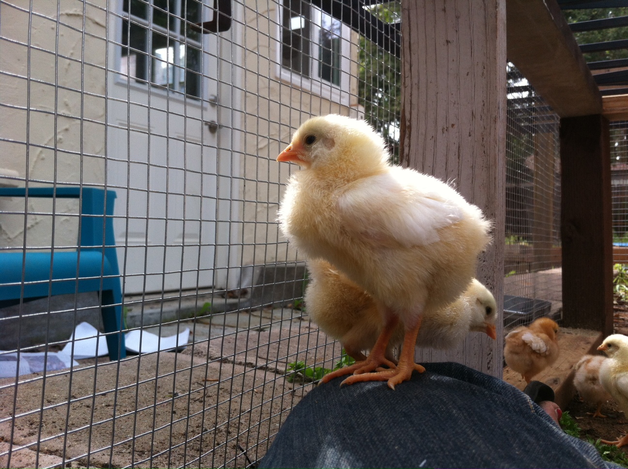 Caro was the first to test out "lap chicken" status