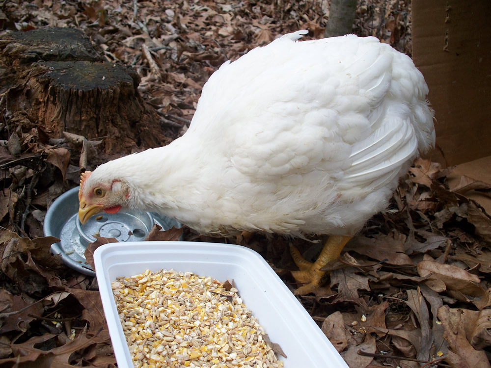 Carpe chicken, day 2.