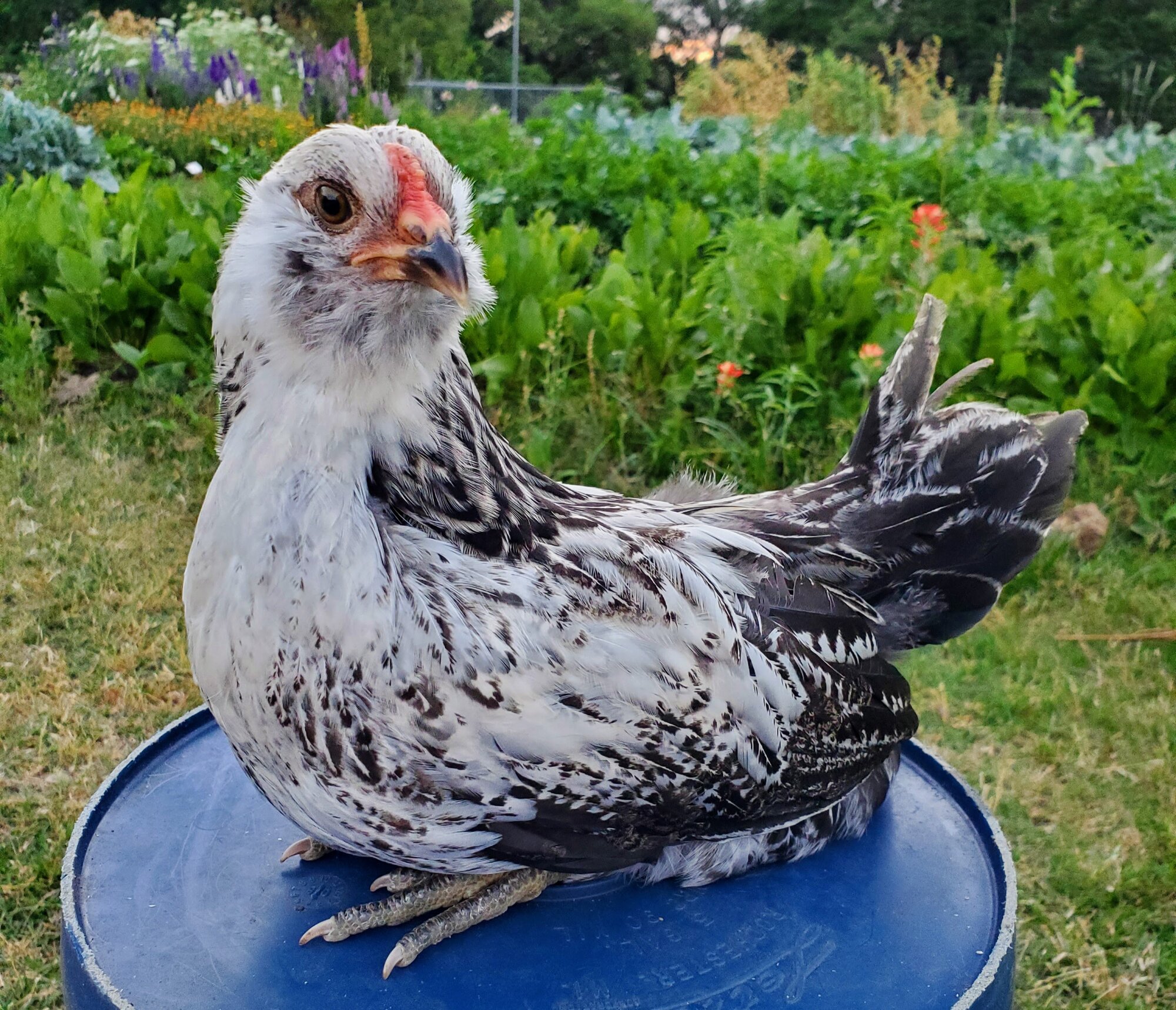 Carrot - Cockerel