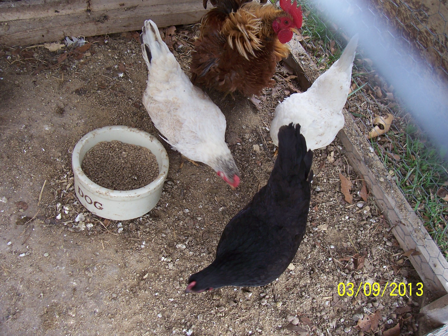 Carson, frizzled Serama cockeral and 3 hens, black and two columbian colored.   CArson is a son of frizzled rooster Butterfinger Blast originally from Pixie chicks.