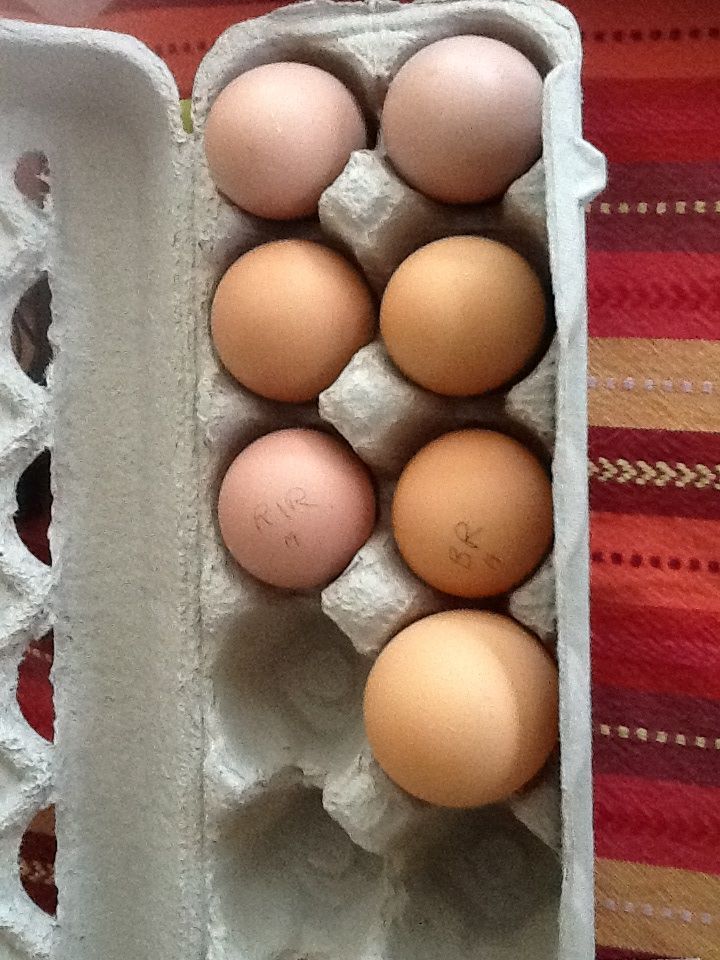 Carton won't close anymore!