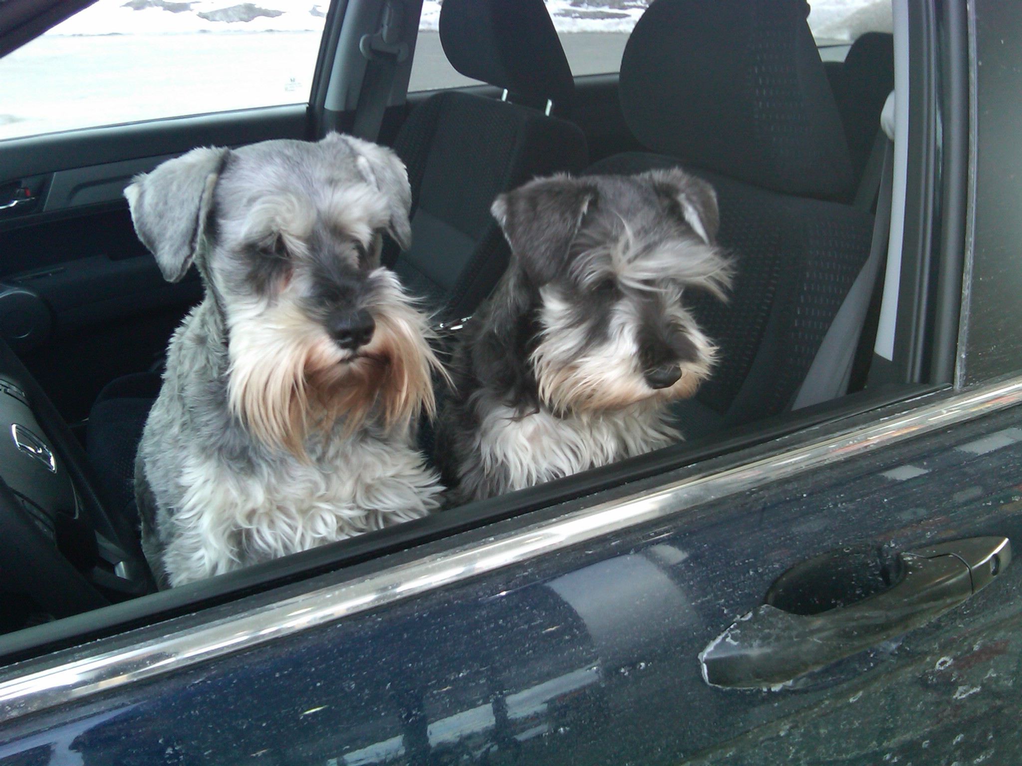 Casey and Katie waiting for me to finish pumping gas at the Hess station.