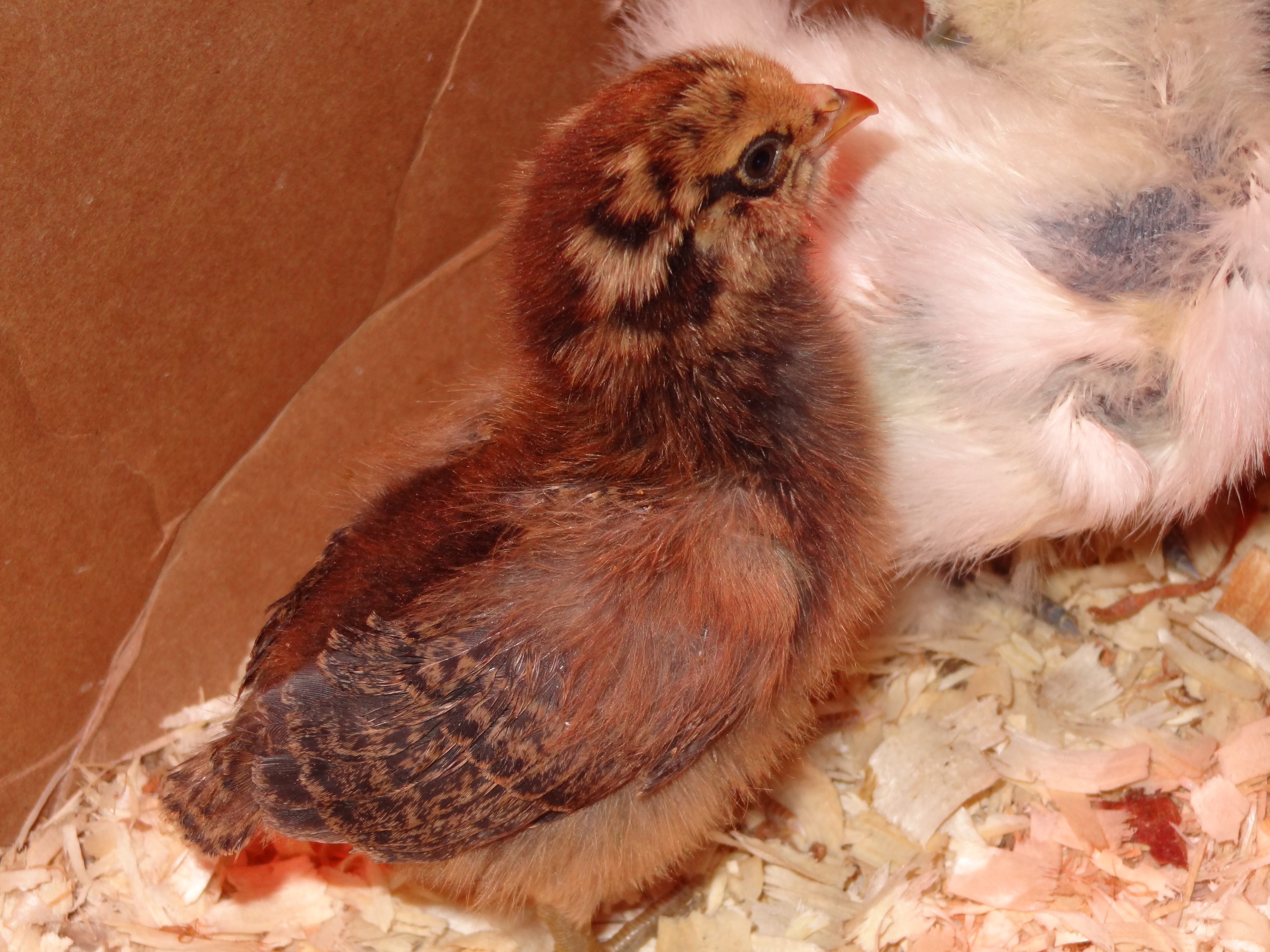 Cashew is such a curious lil chick.....