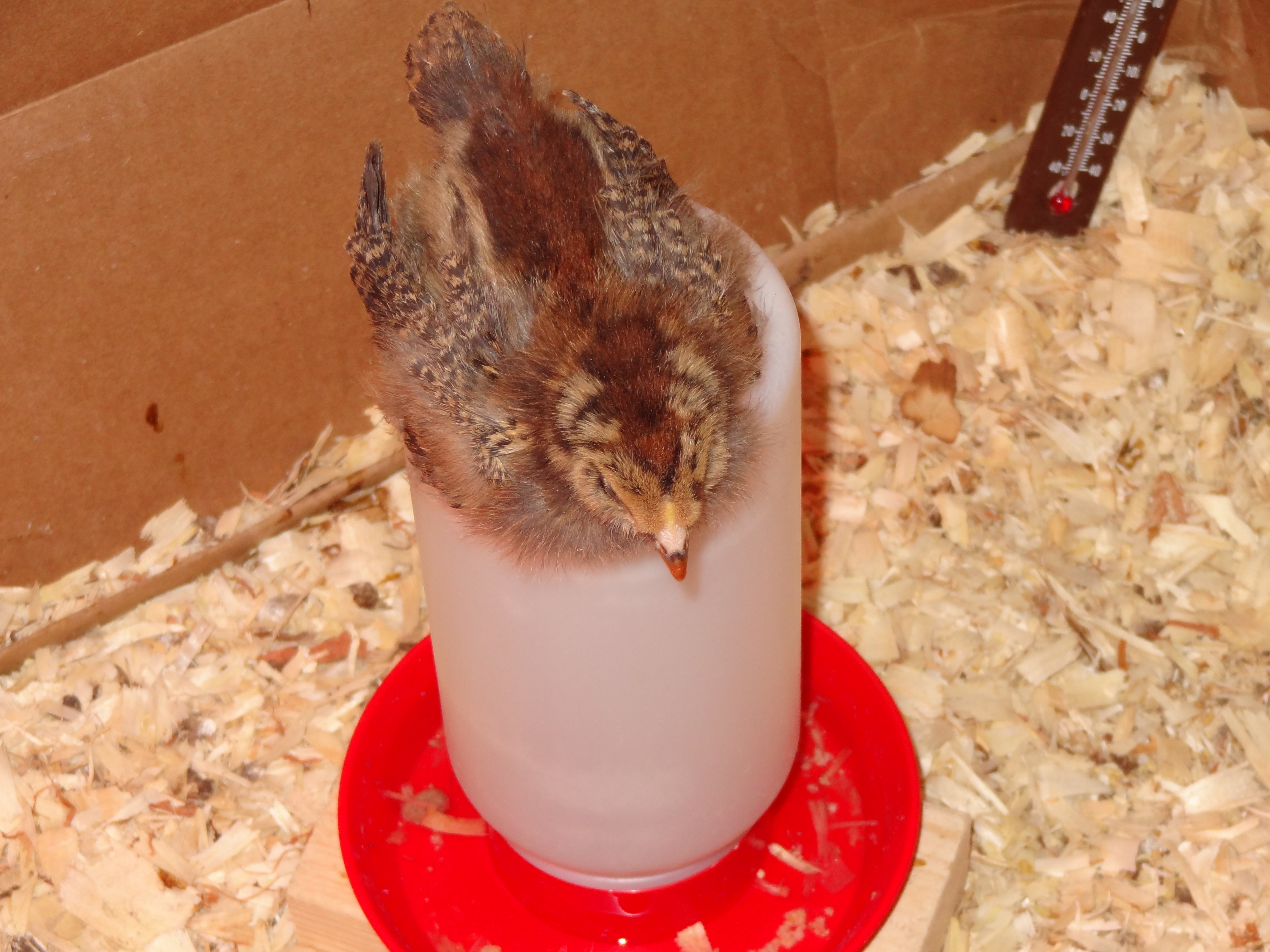 Cashew on Top...such a dare devil!
