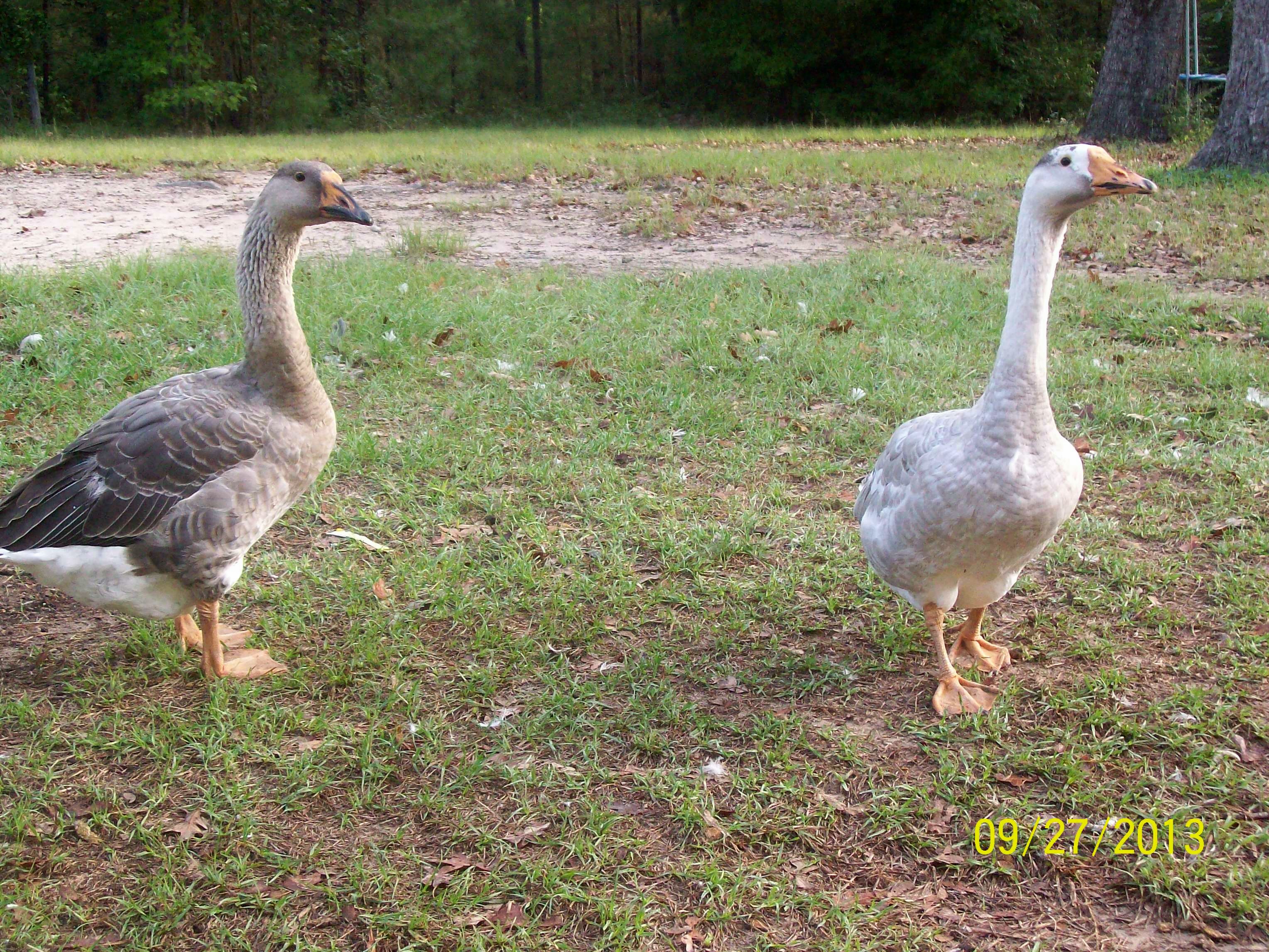 Cassie and Jenny 5 mths