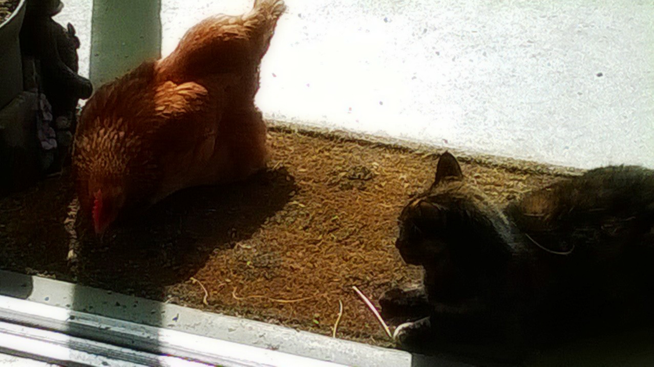 Cat and chicken