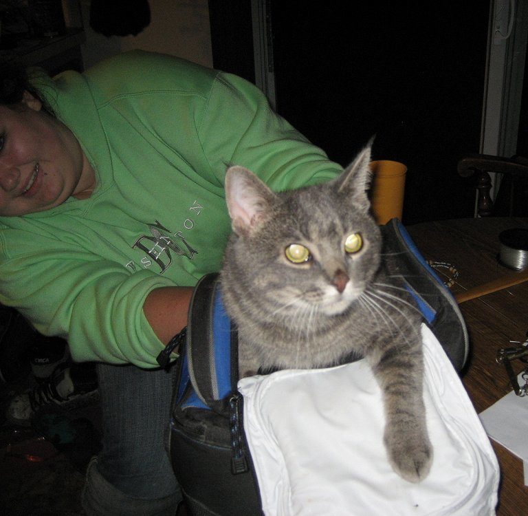 Cat in a box